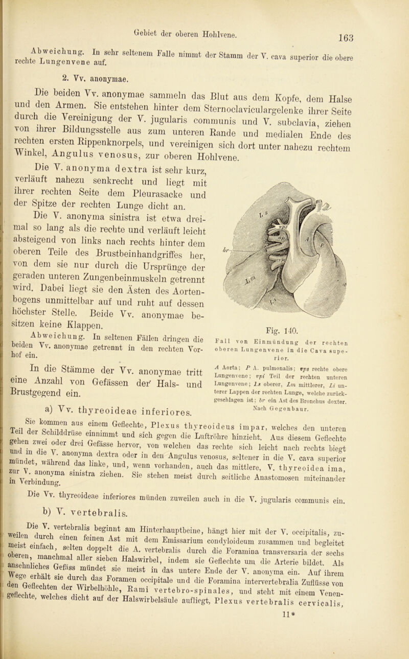 163 rechte L7ng«“fne tt“1“ ^ n'“mt der Stamm der V- eava suPe™r di^>>ere 2. Vv, anonymae. Die beiden Vv. anonymae sammeln das Blut aus dem Kopfe, dem Halse und den Armen. Sie entstehen hinter dem SternoclavicuJargelenke ihrer Seite ure c le ereimgung der V. jugularis communis und V. subclavia, ziehen von ihrer Bildungsstelle aus zum unteren Rande und medialen Ende des ree Ren ersten Rippenknorpels, und vereinigen sich dort unter nahezu rechtem Winkel, Angulus venosus, zur oberen Hohlvene. Die V. anonyma d extra ist sehr kurz, verläuft nahezu senkrecht und liegt mit ihrer rechten Seite dem Pleurasacke und der Spitze der rechten Lunge dicht an. Die Y. anonyma sinistra ist etwa drei- mal so lang als die rechte und verläuft leicht absteigend von links nach rechts hinter dem oberen Teile des Brustbeinhandgriffes her, von dem sie nur durch die Ursprünge der geiaden unteren Zungenbeinmuskeln getrennt wird. Dabei liegt sie den Ästen des Aorten- bogens unmittelbar auf und ruht auf dessen höchster Stelle. Beide Vv. anonymae be- sitzen keine Klappen. Abweichung. In seltenen Fällen dringen die beiden Yv. anonymae getrennt in den rechten Vor- hof ein. • In die Stämme der Vv. anonymae tritt eine Anzahl von Gefässen der Hals- und Brustgegend ein. a) ^ thyreoideae inferiores. Teil aUS einem GefleChte.’ Plexus thyreoideu. impar, welches den unteren gehen zwei a!i rse emlrnmt und SIch ti'-S'-« die Luftröhre hinzieht. Aus diesem Geflechte fn i„ I v 6 herV°r’ TOn 'elchen ,las reellte 8ich ^icht nach rechts biegt mündet w l T?“?- dCXtra °der m deu venosus, seltener in die V. cava Superior zTrt ;HIa r daVmke\Und’ :eDn »ch das mittlere, V. thyreoidea üna, in Verbindi/ 81mstia Zlehen- Sie stehen meist durch seitliche Anastomosen miteinander Die Vv. thyreoideae inferiores münden zuweilen auch in die V. jugularis communis ein. b) V. vertebralis. weilenDld.,LTCrtebralfS- begi“nt ““ Hinterhauptbeine, hängt hier mit der V. occipitalis, zu- meist einfach feinen Ast mit dem Emissarium condyloideum zusammen und begleitet oberen mn h i n'die A. vertebralis durch die Foramina transversaria der sechs ™ aller SIeben Halswirbel, indem sie Geflechte um die Arterie bildet Als sehnhehes Gefnss mündet sie meist in das untere Ende der V. anonyma ein. Auf'ihrem dl' Gefle1 hl ^ P°ramen occiPitale die Foramina intervertebralia Zuflüsse von den G flechten der Wirbelhöhle, Eami vertebro-spinales, und steht mit einem Venen Rechte, welches dicht auf der Halswirbelsäule aufliegt, Plexus vertebralis cerTcllt 11* Fig. 140. Fall von Einmündung der rechten oberen Lungenveno in die Cava Supe- rior. A Aorta; P A. pulmonalis; vps rechte obere Lungenvene; vpi Teil der rechten unteren Lungenvene; l.s oberer, Lm mittlerer, Li un- terer Lappen der rechten Lunge, welche zurück- geschlagen ist; br ein Ast des Bronchus dexter. Nach Gegenbaur.