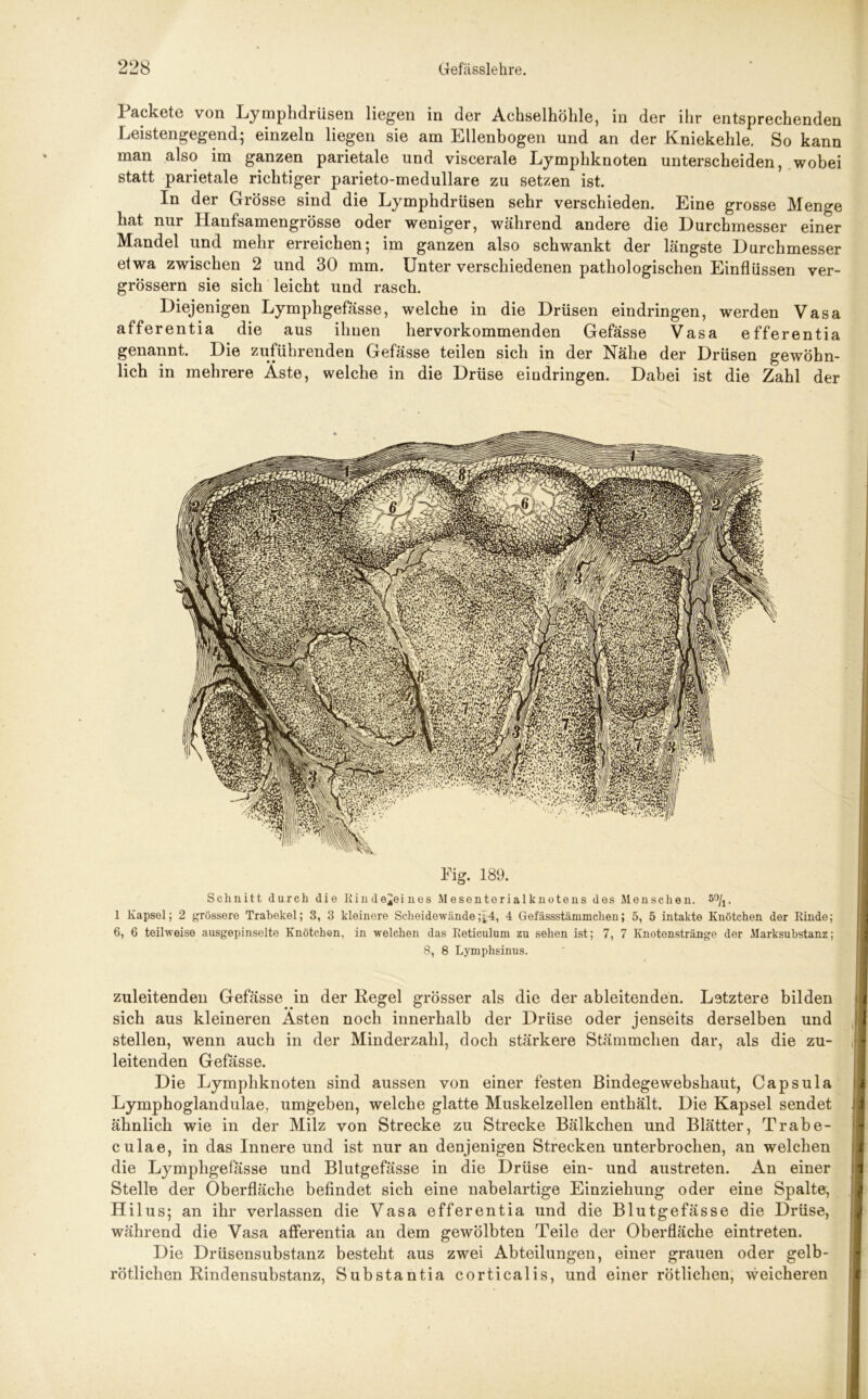 Packete von Lymphdrüsen liegen in der Achselhöhle, in der ihr entsprechenden Leistengegend; einzeln liegen sie am Ellenbogen und an der Kniekehle. So kann man also im ganzen parietale und viscerale Lymphknoten unterscheiden, wobei statt parietale richtiger parieto-medullare zu setzen ist. In der Grösse sind die Lymphdrüsen sehr verschieden. Eine grosse Menge hat nur Ilanfsamengrösse oder weniger, während andere die Durchmesser einer Mandel und mehr erreichen; im ganzen also schwankt der längste Durchmesser etwa zwischen 2 und 30 mm. Unter verschiedenen pathologischen Einflüssen ver- grössern sie sich leicht und rasch. Diejenigen Lympligefässe, welche in die Drüsen eindringen, werden Vasa afferentia die aus ihnen hervorkommenden Gefässe Vasa efferentia genannt. Die zuführenden Gefässe teilen sich in der Nähe der Drüsen gewöhn- lich in mehrere Äste, welche in die Drüse eindringen. Dabei ist die Zahl der Fig. 189. Schnitt durch die Rinde^eines Mesentorialknotens des Menschen. 5°/!. 1 Kapsel; 2 grössere Trabekel; 3, 3 kleinere Scheidewände;^, 4 Gefässstämmchen; 5, 5 intakte Knötchen der Rinde; 6, 6 teilweise ausgepinselte Knötchen, in welchen das Reticulum zu sehen ist; 7, 7 Knotenstränge der Marksubstanz; 8, 8 Lymphsinus. zuleitenden Gefässe in der Kegel grösser als die der ableitenden. Letztere bilden sich aus kleineren Ästen noch innerhalb der Drüse oder jenseits derselben und stellen, wenn auch in der Minderzahl, doch stärkere Stämmchen dar, als die zu- leitenden Gefässe. Die Lymphknoten sind aussen von einer festen Bindege webshaut, Capsula Lymphoglandulae, umgeben, welche glatte Muskelzellen enthält. Die Kapsel sendet ähnlich wie in der Milz von Strecke zu Strecke Bälkchen und Blätter, Trabe- culae, in das Innere und ist nur an denjenigen Strecken unterbrochen, an welchen die Lympligefässe und Blutgefässe in die Drüse ein- und austreten. An einer Stelle der Oberfläche befindet sich eine nabelartige Einziehung oder eine Spalte, Hilus; an ihr verlassen die Vasa efferentia und die Blutgefässe die Drüse, während die Vasa afferentia an dem gewölbten Teile der Oberfläche eintreten. Die Drüsensubstanz besteht aus zwei Abteilungen, einer grauen oder gelb- rötlichen Rindensubstanz, Substantia corticalis, und einer rötlichen, weicheren