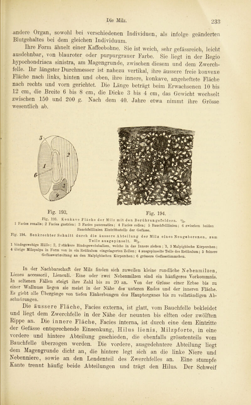 andere Organ, sowohl bei verschiedenen Individuen, als infolge geänderten Blutgehaltes bei dem gleichen Individuum. Ilne Form ähnelt einer Kaffeebohne. Sie ist weich, sehr gefässreich, leicht ausdehnbar, von blauroter oder purpurgrauer Farbe. Sie liegt in der Regio hypochondriaca sinistra, am Magengrunde, zwischen diesem und dem Zwerch- felle. Ihr längster Durchmesser ist nahezu vertikal, ihre äussere freie konvexe Fläche nach links, hinten und oben, ihre innere, konkave, angeheftete Fläche nach rechts und vorn gerichtet. Die Länge beträgt beim Erwachsenen 10 bis 12 cm, die Breite 6 bis 8 cm, die Dicke 3 bis 4 cm, das Gewicht wechselt zwischen 150 und 200 g. Nach dem 40. Jahre etwa nimmt ihre Grösse wesentlich ab. 1 Facies renalis Fig. 193. Fig. 194. Fig. 193. Konkave Fläche der Milz mit den Berührungsfeldern. ^3. ; 2 I aties gastrica; 3 hacies pancreatica; 4 Facies colica; 5 Bauchfelllinien; 6 zwischen beiden Bauchfelllinion Eintrittsstelle der Gefässe. Fig. 194. Senkrechter Schnitt durch die äussere Abtei lung der Milz eines Neugeborenen, zum Teile ausgepinselt. 25/j. 1 bindegewebige Hülle: 2, 2 stärkere Bindegewebsbalken, welche in das Innere ziehen ; 3, 3 Malpighische Körperchen ; 4 übrige Milzpulpa in Form von in ein Retikulum eingelagerten Zellen; 4 ausgepinselte Teile des Retikulum; 5 feinere Gefässverbreitung an den Malpighischen Körperchen; 6 grössere Gefässstämmchen. In der JSachbarschaft der Milz finden sich zuweilen kleine rundliche Nebenmilzen, Lienes accessorii, Lienculi. Eine oder zwei Nebenmilzen sind ein häufigeres Vorkommnis. In seltenen Fällen steigt ihre Zahl bis zu 20 an. Von der Grösse einer Erbse bis zu einer Wallnuss liegen sie meist in der Nähe des unteren Endes und der inneren Fläche. Es giebt alle Übergänge von tiefen Einkerbungen des Hauptorganes bis zu vollständigen Ab- schnürungen. Die äussere Fläche, Facies externa, ist glatt, vom Bauchfelle bekleidet und liegt dem Zwerchfelle in der Nähe der neunten bis elften oder zwölften Rippe an. Die innere Fläche, Facies interna, ist durch eine dem Eintritte der Gefässe entsprechende Einsenkung, Hilus lienis, Milzpforte, in eine vordere und hintere Abteilung geschieden, die ebenfalls grösstenteils vom Bauchfelle überzogen werden. Die vordere, ausgedehntere Abteilung liegt dem Magengrunde dicht an, die hintere legt sich an die linke Niere und Nebenniere, sowie an den Lendenteil des Zwerchfelles an. Eine stumpfe Kante trennt häufig beide Abteilungen und trägt den Hilus. Der Schweif