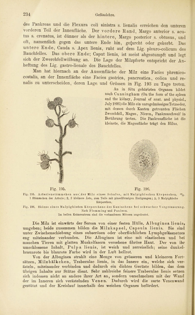 des Pankreas und die Flexura coli sinistra s. lienalis erreichen den unteren vorderen Teil der Innenfläche. Der vordere Rand, Margo anterior s. acu- tus s. crenatus, ist dünner als der hintere, Margo posterior s. obtusus, und oft, namentlich gegen das untere Ende hin, gefurcht oder gekerbt. Das untere Ende, Cauda s. Apex lienis, ruht auf dem Lig. pleuro-colicum des Bauchfelles. Das obere Ende; Caput lienis, ist meist abgestumpft und legt sich der Zwerchfellwölbung an. Die Lage der Milzpforte entspricht der An- heftung des Lig. gastro-lienale des Bauchfelles. Man hat hiernach an der Aussenfläche der Milz eine Facies phrenico- costalis, an der Innenfläche eine Facies gastrica, pancreatica, colica und re- nalis zu unterscheiden, deren Lage und Grössen in Fig. 193 zu Tage treten. An in Situ gehärteten Organen bildet nach Cunningham (On the form of the spieen and the kidney, Journal of anat. and physiol., July 1895) die Milz ein unregelmässiges Tetraeder, mit dessen durch Kanten getrennten Flächen Zwerchfell, Magen, Nieren, Pankreaschweif in Berührung treten. Die Pankreasfläche ist die kleinste, die Magenfläche trägt den Hilus. Fig. 195. Fig. 196. Fig. 195. Arterienstämmchen aus^derMilz eines Schafes, mit Malpighischen Körperchen. 15/,, 1 Stämmchen der Arterie; 2, 2 kleinere Äste, zum Teile mit pinselförmigen Endigungen; 3, 3 Malpighische Körperchen. Fig. 196. Skizze eines Malpighischen Körperchens des Kaninchens bei schwacher V ergrösserung. Nach Flemming und Paulsen. Im hellen Keimcentrum sind die vorhandenen Mitosen angedeutet. Die Milz ist einwärts der Serosa von einer festen Hülle, Albuginea lienis, umgeben; beide zusammen bilden die Milzkapsel, Capsula lienis. Sie sind unter Zwischenschiebung eines subserösen oder oberflächlichen Lymphgefässnetzes eng miteinander verbunden. Die Albuginea ist eine mit elastischen und bei manchen Tieren mit glatten Muskelfasern versehene fibröse Haut. Der von ihr umschlossene Inhalt, Pulpa lienis, ist weich und zerreisslicli; seine dunkel- braunrote bis blaurote Farbe wird in der Luft hellrot. Von der Albuginea strahlt eine Menge von grösseren und kleineren Fort- sätzen, Milzbälkchen, Trabeculae lienis, in das Innere ein, welche sich ver- ästeln, miteinander verbinden und dadurch ein dichtes Gerüste bilden, das dem übrigen Inhalte zur Stütze dient. Sehr zahlreiche feinere Trabeculae lienis setzen sich indessen nicht an andere ihrer Art an, sondern verschmelzen mit der Wand der im Inneren sich verästelnden Venen. Dadurch wird die zarte Venen wand gestützt und der Kreislauf innerhalb des weichen Organes befördert.