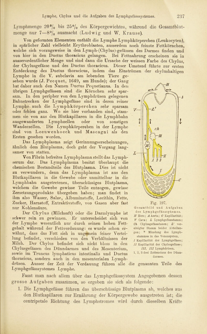 Lymphmenge 20°/0 bis 25°/0 des Körpergewichtes, während die Gesamtblut- menge nur 7—8°/0 ausmacht (Ludwig und W. Krause). Von geformten Elementen enthält die Lymphe Lymphkörperchen (Leukocyten), in spärlicher Zahl vielleicht Erytliroblasten, ausserdem noch feinste Fettkörnchen, welche sich vorzugsweise in den Lymph-(Chylus)-gefässen des Darmes finden und von hier in den Ductus thoracicus gelangen. Bei Fettnahrung erscheinen sie in ausserordentlicher Menge und sind dann die Ursache der weissen Farbe des Chylus, der Chylusgefässe und des Ductus thoracicus. Dieser Umstand führte zur ersten Entdeckung des Ductus thoracicus, indem das Einströmen der chylushaltigen Lymphe in die V. subclavia am lebenden Tiere ge- sehen wurde (J. Pecquet, 1649, am Hunde); der Gang hat daher auch den Namen Ductus Pequetianus. In den übrigen Lymphgefässen sind die Körnchen sehr spar- sam. In den peripher von den Lymphdrüsen gelegenen Bahnstrecken der Lymphgefässe sind in deren reiner Lymphe auch die Lymphkörperchen sehr sparsam oder fehlen ganz. Wo sie hier vorhanden sind, stam- men sie von aus den Blutkapillaren in die Lymphbahn ausgewanderten Lymplizellen oder von sonstigen Wanderzellen. Die Lymphkörperchen in der Lymphe sind von Leeuwenhoeck und Mascagni als den Ersten gesehen worden. Das Lympbplasma zeigt Gerinnungserscheinungen, ähnlich dem Blutplasma, doch geht der Vorgang lang- samer von statten. Von Fibrin befreites Lympbplasma stellt das Lymph- serum dar. Das Lymphplasma besitzt überhaupt die chemischen Bestandteile des Blutplasma. Dies ist nicht zu verwundern, denn das Lymphplasma ist aus den Blutkapillaren in die Gewebe oder unmittelbar in die Lymphbahn ausgetretenes, überschüssiges Blutplasma, welchem die Gewebe gewisse Teile entzogen, gewisse Zersetzungsprodukte übergeben haben; man findet in ihm also Wasser, Salze, Albuminstoffe, Lecithin, Fette, Zucker, Harnstoff, Extraktivstoffe, von Gasen aber fast nur Kohlensäure. Der Chylus (Milchsaft) oder die Darmlymphe ist schwer rein zu gewinnen. Er unterscheidet sich von der Lymphe wesentlich nur durch seinen hohen Fett- gehalt während der Fettverdauung: es wurde schon er- wähnt, dass das Fett sieh in ungemein feiner Vertei- lung befindet, verschieden von den Verhältnissen der Milch. Der Chylus befindet sich nicht bloss in den Chylusgefässen des Dünndarmes und des Mesenterium, sowie im Truncus lymphaticus intestinalis und Ductus thoracicus, sondern auch in den mesenterialen Lymph- drüsen. Ausser der Zeit der Verdauung führen alle die genannten Teile des Lymphgefässsystemes Lymphe. Fasst man nach allem über das Lymphgefässsystem Angegebenen dessen grosse Aufgaben zusammen, so ergeben sie sich als folgende: 1. Die Lymphgefässe führen das überschüssige Blutplasma ab, welches aus den Blutkapillaren zur Ernährung der Körpergewebe ausgetreten ist; die centripetale Richtung des Lymphstromes wird durch dieselben Kräfte Gesamtbild und Aufgaben des Lymphgefässsyt. eines. H Herz; A Aorta; C Kapillarität; V Cava; L Lyinphgefässstamin; Ch Chylusgefässstamm; L‘ ver- einigter Stamm beider Abteilun- gen ; * Mündung des Lymph- stammes in das Venensystem. I Kapillarität der Lymphgefässe; II Kapillarität der Chylusgefässe; ///, 111 Lymphdrüsen. 1,2, 3 drei Zottensinus des Dünn- darmes.