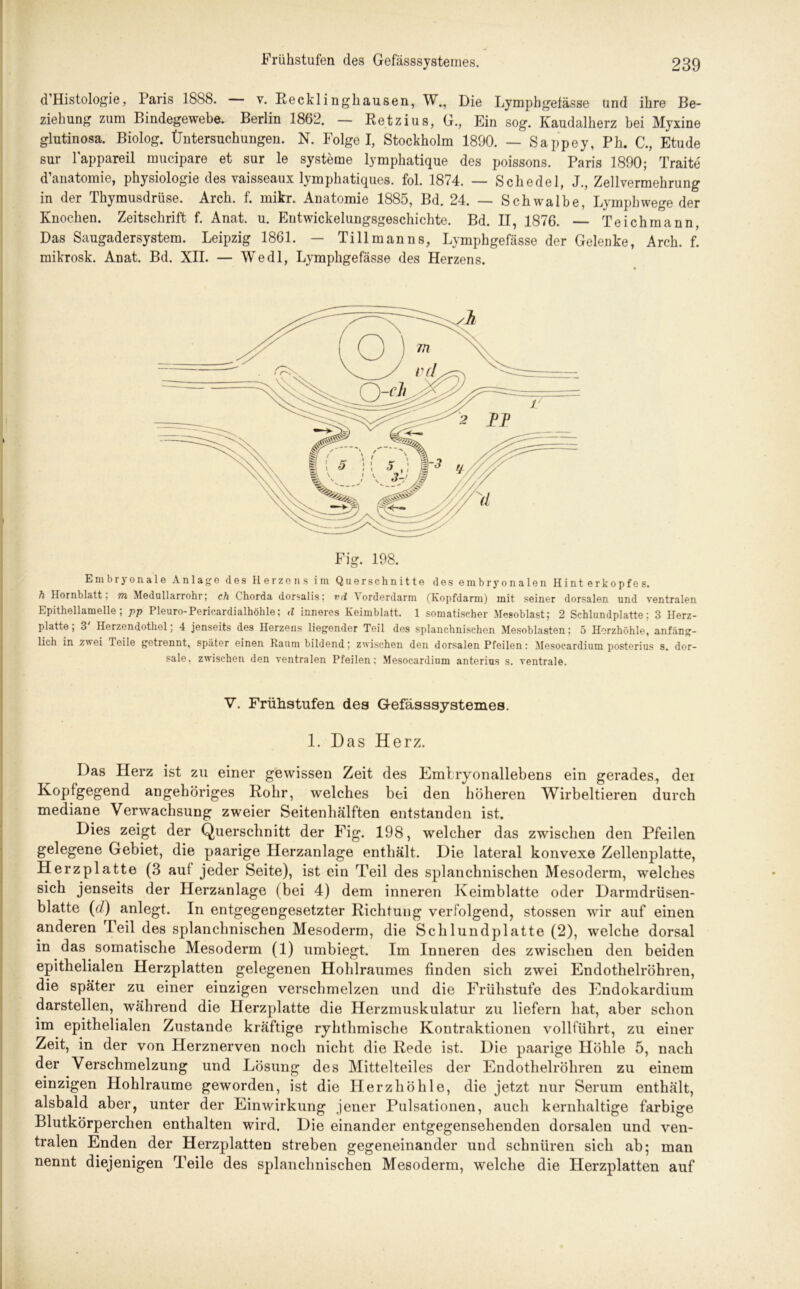 d’Histologie, Paris 1888. v. Recklinghausen, W., Die Lymphgelässe und ihre Be- ziehung zum Bindegewebe. Berlin 1862. — Retzius, G., Ein sog. Kaudalherz bei Myxine glutinosa. Biolog. Üntersuchungen. N. Folge I, Stockholm 1890. — Sappey, Ph. C., Etüde sur lappareil mucipare et sur le Systeme lymphatique des poissons. Paris 1890; Traite d’anatomie, physiologie des vaisseaux lymphatiques. fol. 1874. — Schedel, J., Zellvermehrung in der Thymusdrüse. Arch. f. mikr. Anatomie 1885, Bd. 24. — Schwalbe, Lymphwege der Knochen. Zeitschrift f. Anat. u. Entwickelungsgeschichte. Bd. II, 1876. — Teichmann, Das Saugadersystem. Leipzig 1861. — Ti 11 man ns, Lymphgefässe der Gelenke, Arch. f. mikrosk. Anat. Bd. XII. — Wedl, Lymphgefässe des Herzens. Fig. 198. Embryonale Anlage des Herzens im Querschnitte des embryonalen Hinterkopfes. h Hornblatt, m Medullarrohr; ch Chorda dorsalis; vd Vorderdarm (Kopfdarm) mit seiner dorsalen und ventralen Epithellamelle; pp Pleuro-Pericardialhöhle; d inneres Keimblatt. 1 somatischer Mesoblast; 2 Schlundplatte; 3 Herz- platte; 3' Herzendothel; 4 jenseits des Herzens liegender Teil des splanchnischen Mesoblasten; 5 Herzhöhle, anfäng- lich in zwei Teile getrennt, später einen Raum bildend; zwischen den dorsalen Pfeilen: Mesocardium posterius s. dor- sale, zwischen den ventralen Pfeilen; Mesocardium anterius s. ventrale. V. Frühstufen des Gefässsysternes. 1. Das Herz. Das Herz ist zu einer gewissen Zeit des Emlryonallebens ein gerades, dei Kopfgegend angehöriges Rolir, welches bei den höheren Wirbeltieren durch mediane Verwachsung zweier Seitenhälften entstanden ist. Dies zeigt der Querschnitt der Fig. 198, welcher das zwischen den Pfeilen gelegene Gebiet, die paarige Herzanlage enthält. Die lateral konvexe Zellenplatte, Herzplatte (3 auf jeder Seite), ist ein Teil des splanchnischen Mesoderm, welches sich jenseits der Herzanlage (bei 4) dem inneren Keimblatte oder Darmdrüsen- blatte ((l) anlegt. In entgegengesetzter Richtung verfolgend, stossen wir auf einen anderen Peil des splanchnischen Mesoderm, die Schlundplatte (2), welche dorsal in das somatische Mesoderm (1) umbiegt. Im Inneren des zwischen den beiden epithelialen Herzplatten gelegenen Hohlraumes finden sich zwei Endothelröhren, die später zu einer einzigen verschmelzen und die Frühstufe des Endokardium darstellen, während die Herzplatte die Herzmuskulatur zu liefern hat, aber schon im epithelialen Zustande kräftige ryhthmische Kontraktionen vollführt, zu einer Zeit, in der von Herznerven noch nicht die Rede ist. Die paarige Höhle 5, nach der Verschmelzung und Lösung des Mittelteiles der Endothelröhren zu einem einzigen Ilohlraume geworden, ist die Herzhöhle, die jetzt nur Serum enthält, alsbald aber, unter der Einwirkung jener Pulsationen, auch kernhaltige farbige Blutkörperchen enthalten wird. Die einander entgegensehenden dorsalen und ven- tralen Enden der Herzplatten streben gegeneinander und schnüren sich ab; man nennt diejenigen Teile des splanchnischen Mesoderm, welche die Herzplatten auf