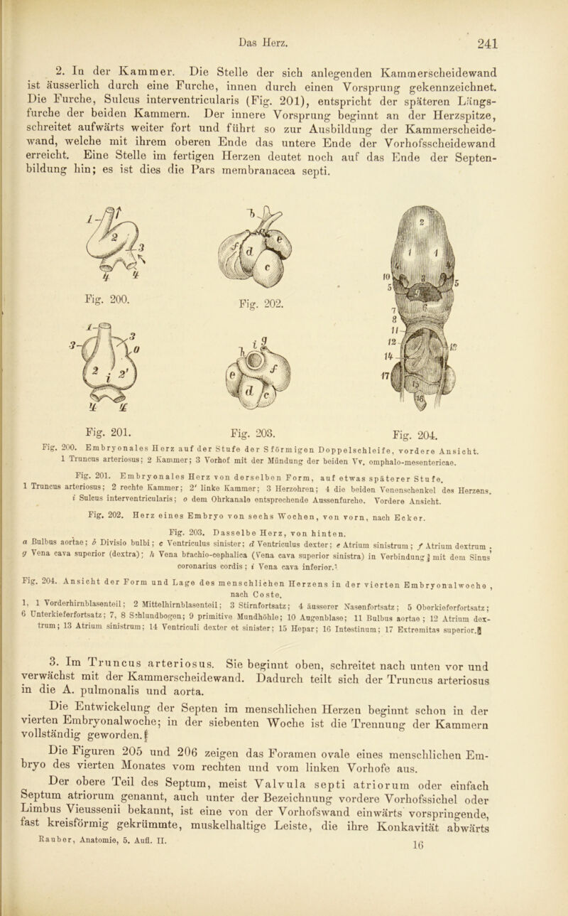 2. In der Kammer. Die Stelle der sich anlegenden Kammerscheidewand ist äusserlich durch eine Furche, innen durch einen Vorsprung gekennzeichnet. Die lurche, Sulcus interventricularis (Fig. 201), entspricht der späteren Längs- turche der beiden Kammern. Der innere Vorsprung beginnt an der Herzspitze, schreitet aufwärts weiter fort und führt so zur Ausbildung der Kammerscheide- wand, welche mit ihrem oberen Ende das untere Ende der Vorhofsscheidewand erreicht. Eine Stelle im fertigen Herzen deutet noch auf das Ende der Septen- bildung hin; es ist dies die Pars membranacea septi. Fig. 201. FE. 203. Fig. 204. Fig. 200. Embryonales Herz auf der Stufe der Sförmigen Doppelschleife, vordere Ansicht. 1 Truncus arteriosus; 2 Kammer; 3 Vorhof mit der Mündung der beiden Vv. omphalo-mesentericae. Fig. 201. Embryonales Herz von derselben Form, auf etwas späterer Stufe. 1 Truncus arteriosus; 2 rechte Kammer; 2' linke Kammer; 3 Herzohren; 4 die beiden Venenschenkel des Herzens. i Sulcus interventricularis; o dem Ohrkanale entsprechende Aussenfurche. Vordere Ansicht. Fig. 202. Herz eines Embryo von sechs Wochen, von vorn, nach Ecker. Fig. 203. Dasselbe Herz, von hinten. a Bulbus aortae; b Divisio bulbi; c Ventriculus sinister; d Ventriculus dexter; « Atrium sinistrum; / Atrium dextrum . g Vena cava superior (dextra); li Vena brachio-cephalica (Vena cava superior sinistra) in Verbindung] mit dem Sinus* coronarius cordis ; i Vena cava inferior.\ Fig. 204. Ansicht der Form und Lage des menschlichen Herzens in der vierten Embryonalwoche , nach Coste. 1, 1 Vorderhirnblasenteil; 2 Mittelhirnblasenteil; 3 Stirnfortsatz; 4 äusserer Nasenfortsatz ; 5 Oberkieferfortsatz ; 6 Unterkieferfortsatz; 7, 8 Sihlundbogen; 9 primitive Mundhöhle; 10 Augenblase; 11 Bulbus aortae; 12 Atrium dex- trum; 13 Atrium sinistrum; 14 Ventriculi dexter et sinister; 15 Hepar; 16 Intestinum; 17 Extremitas superior.^ 3. Im Truncus arteriosus. Sie beginnt oben, schreitet nach unten vor und verwächst mit der Kammerscheidewand. Dadurch teilt sich der Truncus arteriosus in die A. pulmonalis und aorta. Die Entwickelung der Septen im menschlichen Herzen beginnt schon in der vielten Embryonal woche; in der siebenten AVoclie ist die Trennung der Kammern vollständig geworden. | Die Figuren 205 und 206 zeigen das Foramen ovale eines menschlichen Em- bryo des vierten Monates vom rechten und vom linken Vorliofe aus. Der obere Teil des Septum, meist Valvula septi atriorum oder einfach Septum atriorum genannt, auch unter der Bezeichnung vordere Vorhofssicliel oder Limbus Vieussenii bekannt, ist eine von der Vorliofswand einwärts vorspringende, fast kreisförmig gekrümmte, muskelhaltige Leiste, die ihre Konkavität abwärts Räuber, Anatomie, 5. Aufl. II. .