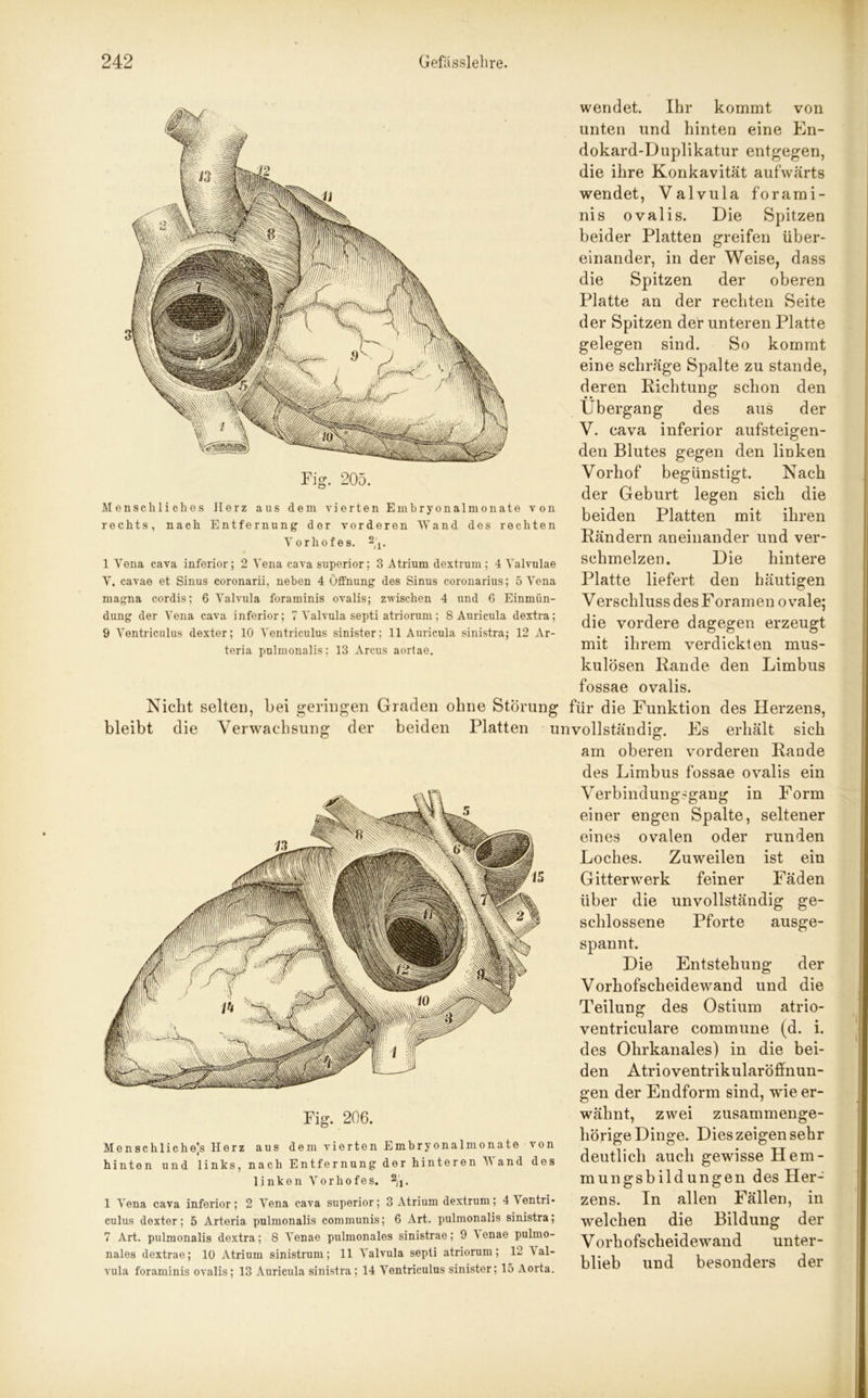 IV j. jö. 205. Menschliches Jlerz aus dem vierten Embryonalmonate von rechts, nach Entfernung der vorderen Wand des rechten Vorhofes. 2(1. 1 Vena cava inferior; 2 Vena cava superior; 3 Atrium dextrum; 4 Valvulae V. cavae et Sinus coronarii, neben 4 Öffnung des Sinus coronarius; 5 Vena magna cordis; 6 Valvula foraminis ovalis; zwischen 4 und 6 Einmün- dung der Vena cava inferior; 7 Valvula septi atriorum; 8 Auricula dextra; 9 Ventriculus dexter; 10 Ventriculus sinister: 11 Auricula sinistra; 12 Ar- teria pulmonalis; 13 Arcus aortae. wendet. Ihr kommt von unten und hinten eine En- dokard-Duplikatur entgegen, die ihre Konkavität aufwärts wendet, Valvula forami- nis ovalis. Die Spitzen beider Platten greifen über- einander, in der Weise, dass die Spitzen der oberen Platte an der rechten Seite der Spitzen der unteren Platte gelegen sind. So kommt eine schräge Spalte zu stände, deren Richtung schon den Übergang des aus der V. cava inferior aufsteigen- den Blutes gegen den linken Vorhof begünstigt. Nach der Geburt legen sich die beiden Platten mit ihren Rändern aneinander und ver- schmelzen. Die hintere Platte liefert den häutigen V erscliluss des F oramen ovale; die vordere dagegen erzeugt mit ihrem verdickten mus- kulösen Rande den Limbus fossae ovalis. Nicht selten, bei geringen Graden ohne Störung für die Funktion des Herzens, bleibt die Verwachsung der beiden Platten unvollständig. Es erhält sich am oberen vorderen Rande des Limbus fossae ovalis ein Verbindungsgang in Form einer engen Spalte, seltener eines ovalen oder runden Loches. Zuweilen ist ein Gitterwerk feiner Fäden über die unvollständig ge- schlossene Pforte ausge- spannt. Die Entstehung der Vorhofscheidewand und die Teilung des Ostium atrio- ventriculare commune (d. i. des Ohrkanales) in die bei- den Atrioventrikularöffnun- gen der Endform sind, wie er- wähnt, zwei zusammenge- hörige Dinge. Dies zeigen sehr deutlich auch gewisse Hem- mungsbildungen des Her- zens. In allen Fällen, in welchen die Bildung der Vorhofscheidewand unter- blieb und besonders der Fig. 206. Menschliche]s Herz aus dem vierten Embryonalmonate von hinten und links, nach Entfernung der hinteren V and des linken Vorhofes. 2/j. 1 Vena cava inferior; 2 Vena cava superior; 3 Atrium dextrum; 4\entri- culus dexter; 5 Arteria pulmonalis communis; 6 Art. pulmonalis sinistra; 7 Art. pulmonalis dextra; 8 Venae pulmonales sinistrae; 9 5 enae pulmo- nales dextrae; 10 Atrium sinistrum; 11 Valvula septi atriorum; 12 \ al- vula foraminis ovalis; 13 Auricula sinistra; 14 Ventriculus sinister; 15 Aorta.