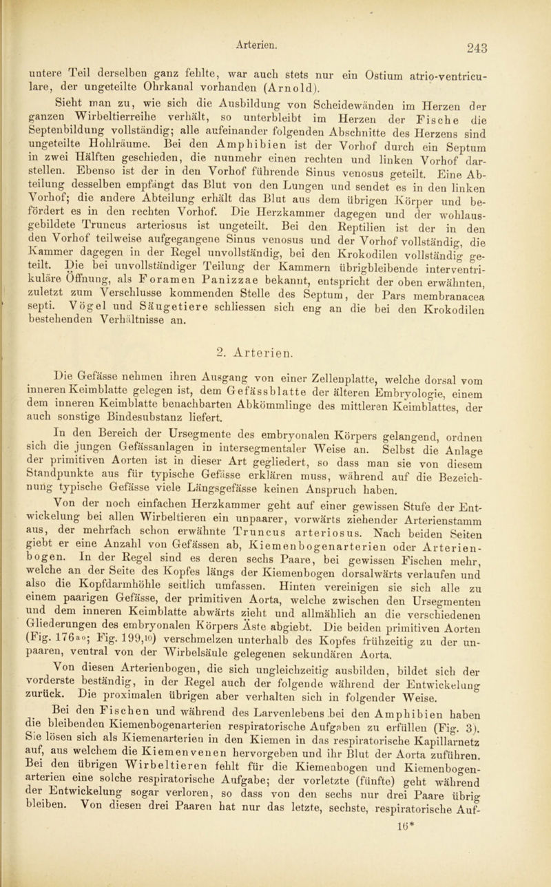 untere Teil derselben ganz fehlte, war auch stets nur ein Ostium atrio-ventricu- lare, der ungeteilte Ohrkanal vorhanden (Arnold). Sieht man zu, wie sich die Ausbildung von Scheidewänden im Herzen der ganzen Wirbeltierreihe verhält, so unterbleibt im Herzen der Fische die Septenbildung vollständig; alle aufeinander folgenden Abschnitte des Herzens sind ungeteilte Hohlräume. Bei den Amphibien ist der Vorhof durch ein Septum in zwei Hälften geschieden, die nunmehr einen rechten und linken Vorhof dar- stellen. Ebenso ist der in den Vorhof führende Sinus venosus geteilt. Eine Ab- teilung desselben empfängt das Blut von den Lungen und sendet es in den linken Vorhof; die andere Abteilung erhält das Blut aus dem übrigen Körper und be- fördert es in den rechten Vorhof. Die Herzkammer dagegen und der wohlaus- gebildete Truncus arteriosus ist ungeteilt. Bei den Reptilien ist der in den den Vorhof teilweise aufgegangene Sinus venosus und der Vorhof vollständig, die Kammer dagegen in der Regel unvollständig, bei den Krokodilen vollständig ge- teilt. Die bei unvollständiger Teilung der Kammern übrigbleibende interventri- kuläre Öffnung, als 4 oiamen 1 amzzae bekannt, entspricht der oben erwähnten, zuletzt zum Verschlüsse kommenden Stelle des Septum, der Pars membranacea septi. Vögel und Säugetiere schlossen sich eng an die bei den Krokodilen bestehenden Verhältnisse an. 2. Arterien. Die Gefässe nehmen ihren Ausgang von einer Zellenplatte, welche dorsal vom inneren Keimblatte gelegen ist, dem Gefässblatte der älteren Embryologie, einem dem inneren Keimblatte benachbarten Abkömmlinge des mittleren Keimblattes, der auch sonstige Bindesubstanz liefert. In den Bereich der Ursegmente des embryonalen Körpers gelangend, ordnen sich die jungen Gefässanlagen in intersegmentaler Weise an. Selbst die Anlage dei primitiven Aorten ist in dieser Art gegliedert, so dass man sie von diesem Standpunkte aus für typische Gefässe erklären muss, während auf die Bezeich- nung typische Gefässe viele Längsgefässe keinen Anspruch haben. Von der noch einfachen Herzkammer geht auf einer gewissen Stufe der Ent- wickelung bei allen Wirbeltieren ein unpaarer, vorwärts ziehender Arterienstamm aus, der mehrfach schon erwähnte Truncus arteriosus. Nach beiden Seiten giebt er eine Anzahl von Gefässen ab, Kiemenbogenarterien oder Arterien- bogen. In der Regel sind es deren sechs Paare, bei gewissen Fischen mehr, welche an der Seite des Kopfes längs der Kiemenbogen dorsalwärts verlaufen und also die Kopfdarmhöhle seitlich umfassen. Hinten vereinigen sie sich alle zu einem paarigen Gefässe, der primitiven Aorta, welche zwischen den Ursegmenten und dem inneren Keimblatte abwärts zieht und allmählich an die verschiedenen Gliederungen des embryonalen Körpers Äste abgiebt. Die beiden primitiven Aorten (4 ig. 176 a o; 4 ig. verschmelzen unterhalb des Kopfes frühzeitig zu der un- paaren, ventral von der Wirbelsäule gelegenen sekundären Aorta. Von diesen Arterienbogen, die sich ungleichzeitig ausbilden, bildet sich der vorderste beständig, in der Regel auch der folgende während der Entwickelung zurück. Die proximalen übrigen aber verhalten sich in folgender Weise. Bei den 4 ischen und während des Larvenlebens bei den Amphibien haben die bleibenden Kiemenbogenarterien respiratorische Aufgaben zu erfüllen (Fig. 3). Sie lösen sich als Kiemenarterien in den Kiemen in das respiratorische Kapillarnetz auf, aus welchem die Kiemenvenen hervorgeben und ihr Blut der Aorta zuführen. Bei den übrigen Wirbeltieren fehlt für die Kiemenbogen und Kiemenbogen- arterien eine solche respiratorische Aufgabe; der vorletzte (fünfte) geht während der Entwickelung sogar verloren, so dass von den sechs nur drei Paare übri«* bleiben. Von diesen drei Paaren hat nur das letzte, sechste, respiratorische Auf- lö*