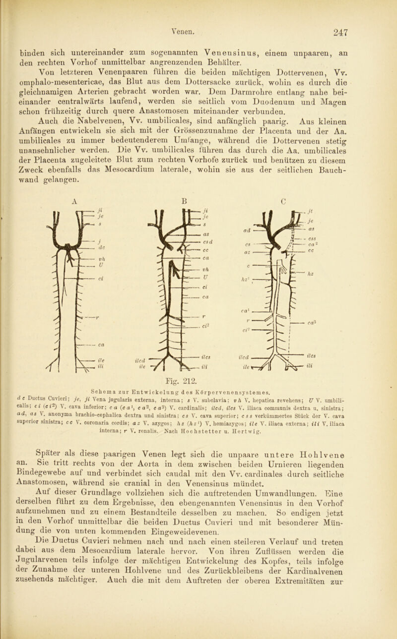 binden sich untereinander zum sogenannten Venensinus, einem unpaaren, an den rechten Vorhof unmittelbar angrenzenden Behälter. Von letzteren Venenpaaren führen die beiden mächtigen Dottervenen, Vv. omphalo-mesentericae, das Blut aus dem Dottersacke zurück, wohin es durch die gleichnamigen Arterien gebracht worden war. Dem Darmrohre entlang nahe bei- einander centralwärts laufend, werden sie seitlich vom Duodenum und Magen schon frühzeitig durch quere Anastomosen miteinander verbunden. Auch die Nabelvenen, Vv. umbilicales, sind anfänglich paarig. Aus kleinen Anfängen entwickeln sie sich mit der Grössenzunahme der Placenta und der Aa. umbilicales zu immer bedeutenderem Umfänge, während die Dottervenen stetig unansehnlicher werden. Die Vv. umbilicales führen das durch die Aa. umbilicales der Placenta zugeleitete Blut zum rechten Vorhofe zurück und benützen zu diesem Zweck ebenfalls das Mesocardium laterale, wohin sie aus der seitlichen Bauch- wand gelangen. Fig. 212. ilcs ili jt je as css ca 2 cc Schema zur Entwickelung des Ivörpervenensystemes. de Ductus Guvieri; je, ji Vena jugularis externa, interna; s V. subclavia; vh V. hopatica revehens; ü V. umbili- calis, ci ici-) cava inferior; cct (ca1, ca2, ca3) V. cardinalis; ilcd, ilcs V. iliaca communis dextra u. sinistra; ad, as anonyma brachio-cephalica dextra und sinistra; cs V. cava superior; css verkümmertes Stück der V. cava superior sinistra; cc \. coronaria cordis; az V. azygos; hz (hzl) V. hemiazygos; ile V. iliaca externa; ili Y. iliaca interna; r V. renalis. Nach Hochstetter u. Hertwig. Später als diese paarigen Venen legt sich die unpaare untere Hohlvene an. Sie tritt rechts von der Aorta in dem zwischen beiden Urnieren liegenden Bindegewebe auf und verbindet sich caudal mit den Vv. cardinales durch seitliche Anastomosen, während sie cranial in den Venensinus mündet. Auf dieser Grundlage vollziehen sich die auftretenden Umwandlungen. Eine derselben führt zu dem Ergebnisse, den ebengenannten Venensinus in den Vorhof aufzunehmen und zu einem Bestandteile desselben zu machen. So endigen jetzt in den Vorhof unmittelbar die beiden Ductus Cuvieri und mit besonderer Mün- dung die von unten kommenden Eingeweidevenen. Die Ductus Cuvieri nehmen nach und nach einen steileren Verlauf und treten dabei aus dem Mesocardium laterale hervor. Von ihren Zuflüssen werden die Jngularvenen teils infolge der mächtigen Entwickelung des Kopfes, teils infolge der Zunahme der unteren Hohlvene und des Zurückbleibens der Kardinalvenen zusehends mächtiger. Auch die mit dem Auftreten der oberen Extremitäten zur