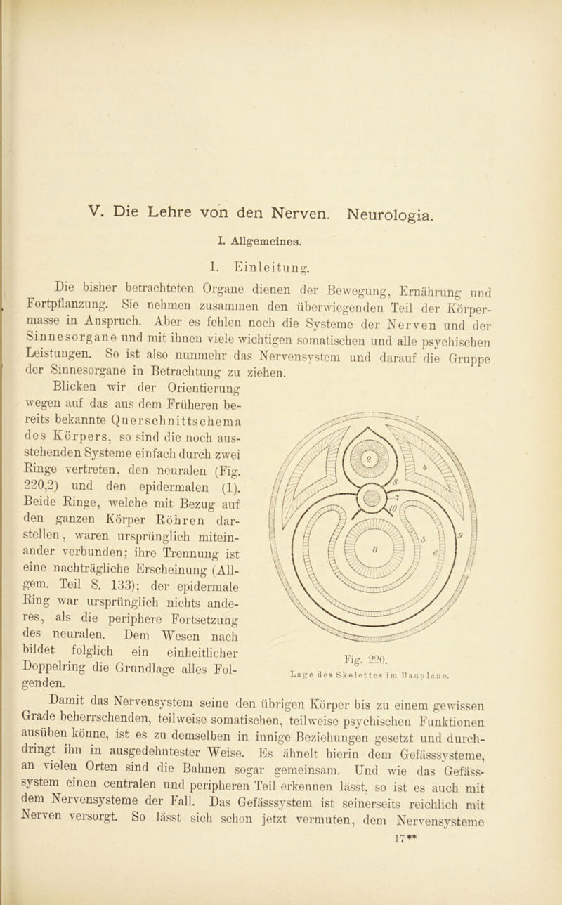 V. Die Lehre von den Nerven. Neurologia. I. Allgemeines. 1. Einleitung. Die bisher betrachteten Organe dienen der Bewegung, Ernährung und Fortpflanzung. Sie nehmen zusammen den überwiegenden Teil der Körper- masse in Anspruch. Aber es fehlen noch die Systeme der Nerven und der Sinnesorgane und mit ihnen viele wichtigen somatischen und alle psychischen Leistungen. So ist also nunmehr das Nervensystem und darauf die Gruppe der Sinnesorgane in Betrachtung zu ziehen. Blicken wir der Orientierung wegen auf das aus dem Früheren be- reits bekannte Querschnittschema des Körpers, so sind die noch aus- stehenden Systeme einfach durch zwei Binge vertreten, den neuralen (Fig. 220,2) und den epidermalen (1). Beide Ringe, welche mit Bezug auf den ganzen Körper Röhren dar- stellen , waren ursprünglich mitein- ander verbunden; ihre Trennung ist eine nachträgliche Erscheinung (All- gem. Teil S. 133); der epidermale Ring war ursprünglich nichts ande- res, als die periphere Fortsetzung des neuralen. Dem Wesen nach bildet folglich ein einheitlicher Doppelring die Grundlage alles Fol- genden. Damit das Nervensystem seine den übrigen Körper bis zu einem gewissen Grade beherrschenden, teilweise somatischen, teilweise psychischen Funktionen ausüben könne, ist es zu demselben in innige Beziehungen gesetzt und durch- dringt ihn in ausgedehntester Weise. Es ähnelt hierin dem Gefässsvsteme, an vielen Orten sind die Bahnen sogar gemeinsam. Und wie das Gefäss- system einen centralen und peripheren Teil erkennen lässt, so ist es auch mit dem Nervensysteme der Fall. Das Gefässsystem ist seinerseits reichlich mit Nerven versorgt. So lässt sich schon jetzt vermuten, dem Nervensysteme 17** Fig. 220. Lage des Skelettes im T*aup 1 ane.