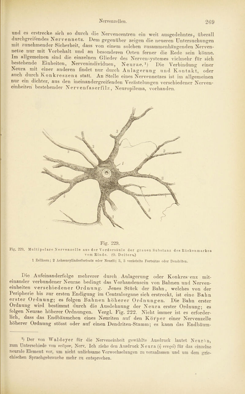 und es erstrecke sich so durch die Nervencentren ein weit ausgedehntes, überall durchgreifendes Nervennetz. Dem gegenüber zeigen die neueren Untersuchungen mit zunehmender Sicherheit, dass von einem solchen zusammenhängenden Nerven- netze nur mit Vorbehalt und an besonderen Orten ferner die Rede sein könne. Im allgemeinen sind die einzelnen Glieder des Nerven^ystemes vielmehr fiir sich bestehende Einheiten, Nervemndividuen, Neurae. 0 Die Verbindung einer Neuia mit einer anderen findet nur durch Anlagerung und Kontakt, oder auch durch Konkreszenz statt. An Stelle eines Nervennetzes ist im allgemeinen nm ein dichter, aus den ineinandergreifenden Verästelungen verschiedener Nerven- einheiten bestehender Nervenfaserfilz, Neuropilema, vorhanden. Fig. 229. Fig. 229. Multipolare Nervenzelle au s der Vo rd er sänl e der grauen Substanz des Rückenmarkes vom Rinde. (0. Deiters.) 1 Zellkern; 2 Achsencylinderfortsatz oder Neurit; 3, 3 verästelte Fortsätze oder Dendriten. Die Aufeinanderfolge mehrerer durch Anlagerung oder Konkres enz mit- einander verbundener Neurae bedingt das Vorhandensein von Bahnen und Nerven- einheiten verschiedener Ordnung. Jenes Stück der Bahn, welches von der Peripherie bis zur ersten Endigung im Centralorgane sich erstreckt, ist eine Bahn erster Ordnung; es folgen Bahnen höherer Ordnungen. Die Bahn erster Ordnung wird bestimmt durch die Ausdehnung der Neura erster Ordnung; es folgen Neurae höherer Ordnungen. Vergl. Fig. 222. Nicht immer ist es erforder- lich, dass das Endbäumchen eines Neuriten auf den Körper einer Nervenzelle höherer Ordnung stösst oder auf einen Dendriten-Stamm; es kann das Endbäum- b Der von Waldeyer für die Nerveneinheit gewählte Ausdruck lautet Neurou, zum Unterschiede von vsvgov, Nerv. Ich ziehe den Ausdruck Neura (y rsvgd) für das einzelne neurale Element vor, um nicht unliebsame Verwechselungen zu veranlassen und um dem ixrie- chischen Sprachgebrauche mehr zu entsprechen.