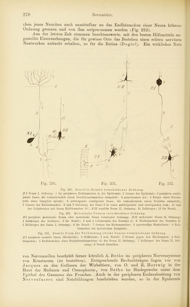 dien jenes Neuriten auch unmittelbar an das Endbäumchen einer Neura höherer Ordnung grenzen und von ihm aulgenommen werden (Fig. 232). Aus der letzten Zeit stammen beachtenswerte, mit den besten Hilfsmitteln an- gestellte Untersuchungen, die für gewisse Orte das Bestehen eines echten nervösen Neztwerkes aufrecht erhalten, so für die Retina (Dogiel). Ein wirkliches Netz Fig. 230. Fig. 231. Fig. 232. Fig. 230. Sensible Neuren verschiedener Ordnung. NI Neura I. Ordnung; I ihr peripheres Endbäuinchen in der Epidermis; 2 Grenze der Epidermis; 3 periphere centri- petale Faser, die wahrscheinlich einem Dendritenstämmchen entspricht; 4 gemeinsamer Ast; 5 Körper einer Nerven- zelle eines Ganglion spinale; 6 aufsteigende centripetale Faser, die wahrscheinlich einem Neuriten entspricht ■ 7 Grenze des Rückenmarkes; 8 und 9 Gabelung der Faser 6 in einen aufsteigenden und absteigenden Arm; 10 eine der Collateralen mit ihrem Endbäumchen 10'; Nil sensible Neura II. Ordnung; 11 Zellkörper; 12 ihr Neurit. Fig. 231. Motorische Neuren verschiedener Ordnung. NI periphere motorische Neura oder motorische Neura terminaler Ordnung; Nil motorische Neura II. Ordnung; 1 Zellkörper der letzteren; 2 ihr Neurit; 3 und 4 Collateralen des Neunten 2; 4' Endbäumchen des Neuriten 2; 5 Zellkörper der Neura I. Ordnung; 6 ihr Neurit; 7 Grenze des Rückenmarkes; 8 querstreifige Muskelfaser; 9 End- bäumchen der motorischen Endplatte. Fig. 232. Zweite Form der Verbindung zweier Neurae verschiedener Ordnung. NI periphere sensible Neura (Riechzelle); 1 Zellkörper; 2 sein Neurit; 3 Gienze gegen den Riechlappen; 4 End- bäumchen ; 5 Endbäumchen eines Dendritenstämmchens (6) der Neura II. Ordnung; 7 Zellkörper der Neura II. Ord- nung; 8 Neurit derselben. von Nervenzellen beschrieb ferner kürzlich A. Betlie im peripheren Nervensysteme von Krustaceen (ist bestritten). Entsprechende Beobachtungen liegen vor von Jacques an den Gefässen der Wirbeltiere, von O. und R. Ilertwig in der Haut der Medusen und Ctenoplioren, von Betlie im Bindegewebe unter dem Epithel des Gaumens des Frosches. Auch in der peripheren Endausbreitung von Nervenfasern sind Netzbildungen beschrieben worden, so in der Epidermis