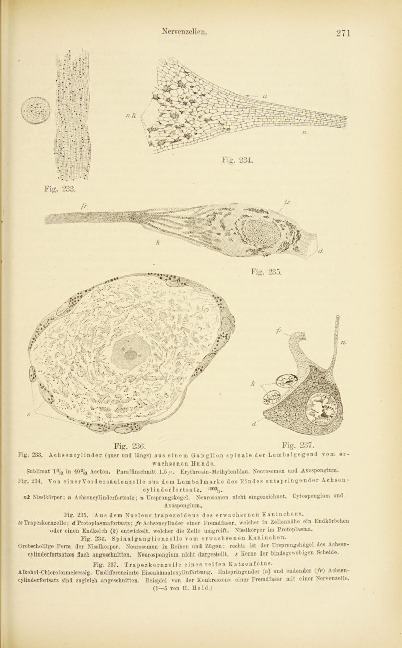 Fig. 236. Fig. 237. Fig. 233. Achsencylinder (quer und längs) aus einem Ganglion spinale der Lumbalgegend vom er- wachsenen Hunde. Sublimat l°/0 in 40°/q Aceton. Paraffinschnitt 1.5 ti. Erythrosin-Methylenblau. Nourosomen und Axospongium. Fig. 234. Von einerVordersäulenzelle aus dem Lumbalmarke des Rindes entspringender Achsen- cylinderlortsatz. l000/1. nk Nisslkörper; n Achsencylinderfortsatz; u Ursprungskegel. Neurosomon nicht eingezeichnet. Cytospongium und Axospongium. Fig. 235. Aus dem Nuclous trapezoideus des erwachsenen Kaninchens. tz Trapezkernzelle; d Protoplasmafortsatz; fr Achsencylinder einer Ficmdfaser, welcher in Zellennähe ein Endkörbchen oder einen Endkelch (Je) entwickelt, welcher die Zelle umgreift. Nisslkörper im Protoplasma. Fig. 236. Spinalganglienzelle vom erwachsenen Kaninchen. Grobschollige Form der Nisslkörper. Neurosomen in Reihen und Zügen; rechts ist der Ursprungshügel des Achsen- cylinderfortsatzes flach angeschnitten. Neurospongium nicht dargostellt. s Kerne der bindegewebigen Scheide. Fig. 237. Trapezkernzelle eines reifen Katzonfötus. Alkohol-Chloroformeisessig. Undifferenzierte Eisenhämatoxylinfärbung. Entspringender (n) und endender (fr) Achsen- cylinderfortsatz sind zugleich angeschnitten. Beispiel von der Konkreszenz einer Fremdfaser mit einer Nervenzelle. (1—5 von H. Held.)