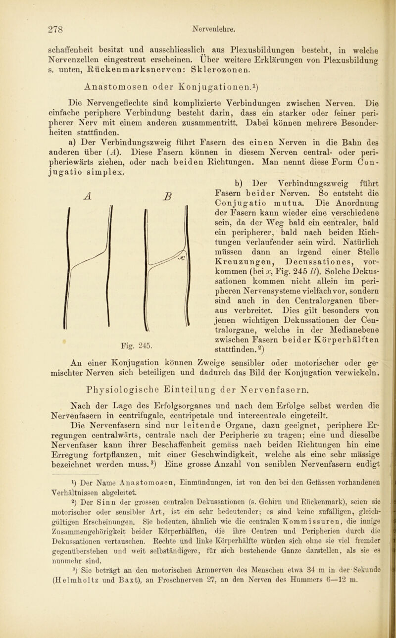 scliaffenlieit besitzt und ausschliesslich aus Plexusbildungen besteht, in welche Nervenzellen eingestreut erscheinen. Über weitere Erklärungen von Plexusbildung s. unten, Eückenmarksnerven: Sklerozonen. Anastomosen oder Konjugationen.1) Die Nervengeflechte sind komplizierte Verbindungen zwischen Nerven. Die einfache periphere Verbindung besteht darin, dass ein starker oder feiner peri- pherer Nerv mit einem anderen Zusammentritt. Dabei können mehrere Besonder- heiten stattfinden. a) Der Verbindungszweig führt Fasern des einen Nerven in die Bahn des anderen über (M). Diese Fasern können in diesem Nerven central- oder peri- pheriewärts ziehen, oder nach beiden Richtungen. Man nennt diese Form Con- jugatio simplex. A B Fig. 245. b) Der Verbindungszweig führt Fasern beider Nerven. So entsteht die Conjugatio mutua. Die Anordnung der Fasern kann wieder eine verschiedene sein, da der Weg bald ein centraler, bald ein peripherer, bald nach beiden Rich- tungen verlaufender sein wird. Natürlich müssen dann an irgend einer Stelle Kreuzungen, Decussationes, Vor- kommen (bei x, Fig. 245 B). Solche Dekus- sationen kommen nicht allein im peri- pheren Nervensysteme vielfach vor, sondern sind auch in den Centralorganen über- aus verbreitet. Dies gilt besonders von jenen wichtigen Dekussationen der Cen- tralorgane, welche in der Medianebene zwischen Fasern beider Körperhälften stattfinden.2) An einer Konjugation können Zweige sensibler oder motorischer oder ge- mischter Nerven sich beteiligen und dadurch das Bild der Konjugation verwickeln. Physiologische Einteilung der Nervenfasern. Nach der Lage des Erfolgsorganes und nach dem Erfolge selbst werden die Nervenfasern in centrifugale, centripetale und intercentrale eingeteilt. Die Nervenfasern sind nur leitende Organe, dazu geeignet, periphere Er- regungen centralwärts, centrale nach der Peripherie zu tragen; eine und dieselbe Nervenfaser kann ihrer Beschaffenheit gemäss nach beiden Richtungen hin eine Erregung fortpflanzen, mit einer Geschwindigkeit, welche als eine sehr mässige bezeichnet werden muss.3) Eine grosse Anzahl von seniblen Nervenfasern endigt *) Der Name Anastomosen, Einmündungen, ist von den bei den Gelassen vorhandenen Verhältnissen abgeleitet. 2) Der Sinn der grossen centralen Dekussationen (s. Gehirn und Rückenmark), seien sie motorischer oder sensibler Art, ist ein sehr bedeutender; es sind keine zufälligen, gleich- gültigen Erscheinungen. Sie bedeuten, ähnlich wie die centralen Kommissuren, die innige Zusammengehörigkeit beider Körperhälften, die ihre Centren und Peripherien durch die Dekussationen vertauschen. Rechte und linke Körperhälfte würden sich ohne sie viel fremder gegenüberstehen und weit selbständigere, für sich bestehende Ganze darstellen, als sie es nunmehr sind. 3) Sie beträgt an den motorischen Armnerven des Menschen etwa 34 m in der Sekunde (Helmholtz und Baxt), an Froschnerven 27, an den Nerven des Hummers 6—12 m.