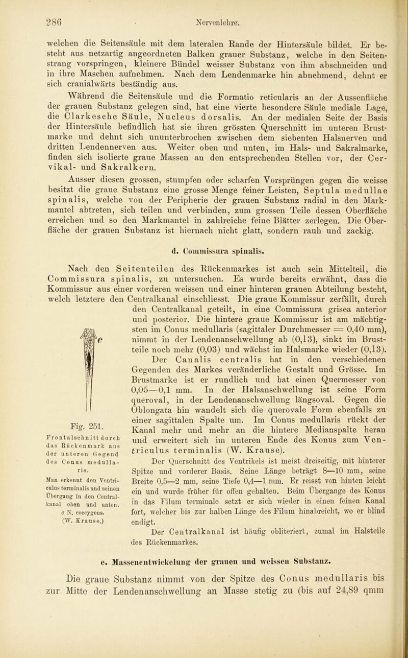 welchen die Seitensäule mit dem lateralen Rande der Hintersäule bildet. Er be- steht aus netzartig angeordneten Balken grauer Substanz, welche in den Seiten- strang vorspringen, kleinere Bündel weisser Substanz von ihm abschneiden und in ihre Maschen aufnehmen. Nach dem Lendenmarke hin abnehmend, dehnt er sich cranialwärts beständig aus. Während die Seitensäule und die Formatio reticularis an der Aussenfläche der grauen Substanz gelegen sind, hat eine vierte besondere Säule mediale Lage, die Clarkesche Säule, Nucleus dorsalis. An der medialen Seite der Basis der Hintersäule befindlich hat sie ihren grössten Querschnitt im unteren Brust- marke und dehnt sich ununterbrochen zwischen dem siebenten Halsnerven und dritten Lendennerven aus. Weiter oben und unten, im Hals- und Sakralmarke, finden sich isolierte graue Massen an den entsprechenden Stellen vor, der Cer- vikal- und Sakralkern. Ausser diesen grossen, stumpfen oder scharfen Vorsprüngen gegen die weisse besitzt die graue Substanz eine grosse Menge feiner Leisten, Septula medullae spinalis, welche von der Peripherie der grauen Substanz radial in den Mark- mantel abtreten, sich teilen und verbinden, zum grossen Teile dessen Oberfläche erreichen und so den Markmantel in zahlreiche feine Blätter zerlegen. Die Ober- fläche der grauen Substanz ist hiernach nicht glatt, sondern rauh und zackig. (1. Commissura spinalis. Nach den Seitenteilen des Rückenmarkes ist auch sein Mittelteil, die Commissura spinalis, zu untersuchen. Es wurde bereits erwähnt, dass die Kommissur aus einer vorderen weissen und einer hinteren grauen Abteilung besteht, welch letztere den Centralkanal einscliliesst. Die graue Kommissur zerfällt, durch den Centralkanal geteilt, in eine Commissura grisea anterior und posterior. Die hintere graue Kommissur ist am mächtig- sten im Conus medullaris (sagittaler Durchmesser = 0,40 mm), nimmt in der Lendenanschwellung ab (0,13), sinkt im Brust- teile noch mehr (0,03) und wächst im Halsmarke wieder (0,13). Der Canalis centralis hat in den verschiedenen Gegenden des Markes veränderliche Gestalt und Grösse. Im Brustmarke ist er rundlich und hat einen Quermesser von 0,05—0,1 mm. In der Halsanschwellung ist seine Form queroval, in der Lendenanschwellung längsoval. Gegen die Öblongata hin wandelt sich die querovale Form ebenfalls zu einer sagittalen Spalte um. Im Conus medullaris rückt der Kanal mehr und mehr an die hintere Medianspalte heran und erweitert sich im unteren Ende des Konus zum Ven- triculus terminalis (W. Krause). Der Querschnitt des Ventrikels ist meist dreiseitig, mit hinterer Spitze und vorderer Basis. Seine Länge beträgt 8—10 mm, seine Breite 0,5—2 mm, seine Tiefe 0,4—1 mm. Er reisst von hinten leicht ein und wurde früher für offen gehalten. Beim Übergange des Konus in das Eilum terminale setzt er sich wieder in einen feinen Kanal fort, welcher bis zur halben Länge des Filum hinabreicht, wo er blind endigt. Der Centralkanal ist häufig obliteriert, zumal im Halsteile des Rückenmarkes. e. Masseiientwickelung der grauen und weissen Substanz. Die graue Substanz nimmt von der Spitze des Conus medullaris bis zur Mitte der Lendenanschwellung an Masse stetig zu (bis auf 24,89 qmm Fig. 251. Frontalschnitt durch das Rückenmark aus der unteren Gegend des Conus medulla- ris. Man erkennt den Ventri- culus terminalis und seinen Übergang in den Central- kanal oben und unten. c N. coccygeus. (W. Krause.)