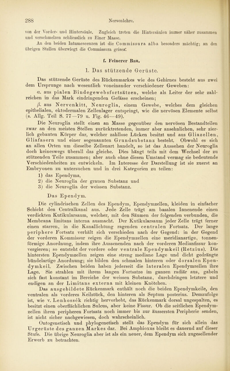 von der Vorder- und Hintersäule. Zugleich treten die Hintersäulen immer näher zusammen und verschmelzen schliesslich zu Einer Masse. An den beiden Intumescenzen ist die Commissura alba besonders mächtig; an den übrigen Stellen überwiegt die Commissura grisea. f. Feinerer Bau. 1. Das stützende Gerüste. Das stützende Gerüste des Rückenmarkes wie des Gehirnes besteht aus zwei dem Ursprünge nach wesentlich voneinander verschiedener Geweben: a. aus pialen Bindegewebsfortsätzen, welche als Leiter der sehr zahl- reichen in das Mark eindringenden Gefässe erscheinen; ß, aus Nervenkitt, Neuroglia, einem Gewebe, welches dem gleichen epithelialen, ektodermalen Zellenlager entspringt, wie die nervösen Elemente selbst (s. Allg. Teil S. 77—79 u. Fig. 46—49). Die Neuroglia stellt einen an Masse gegenüber den nervösen Bestandteilen zwar an den meisten Stellen zurücktretenden, immer aber ansehnlichen, sehr zier- lich gebauten Körper dar, welcher zahllose Lücken besitzt und aus Gliazellen, Gliafasern und einer sogenannten Gr und Substanz besteht. Obwohl es sich an allen Orten um dieselbe Zellenart handelt, so ist das Aussehen der Neuroglia doch keineswegs überall das gleiche. Dies hängt teils mit dem Wechsel der zu stützenden Teile zusammen; aber auch ohne diesen Umstand vermag sie bedeutende Verschiedenheiten zu entwickeln. Im Interesse der Darstellung ist sie zuerst an Embryonen zu untersuchen und in drei Kategorien zu teilen: 1) das Ependyma, 2) die Neuroglia der grauen Substanz und 3) die Neuroglia der weissen Substanz. Das Ependym. Die cylindrisclien Zellen des Ependym, Ependymzellen, kleiden in einfacher Schicht den Centralkanal aus. Jede Zelle trägt am basalen Innenende einen verdickten Kutikularsaum, welcher, mit den Säumen der folgenden verbunden, die Membrana limitans interna ausmacht. Der Kutikularsaum jeder Zelle trägt ferner einen starren, in die Kanallichtung ragenden centralen Fortsatz. Der lange periphere Fortsatz verhält sich verschieden nach der Gegend: in der Gegend der vorderen Kommissur zeigen die Ependymzellen eine meridianartige, tonnen- förmige Anordnung, indem ihre Aussenenden nach der vorderen Medianfissur kon- vergieren; so entsteht der vordere oder ventrale Ependymkeil (Retzius). Die hintersten Ependymzellen zeigen eine streng mediane Lage und dicht gedrängte bündelartige Anordnung; sie bilden den schmalen hinteren oder dorsalen Epen- dymkeil. Zwischen beiden haben jederseit die lateralen Ependymzellen ihre Lage. Sie strahlen mit ihrem langen Fortsätze im ganzen radiär aus, gabeln sich fast konstant im Bereiche der weissen Substanz, durchdringen letztere und endigen an der Limitans externa mit kleinen Knötchen. Das ausgebildete Rückenmark enthält noch die beiden Ependymkeile, den ventralen als vorderes Keilstück, den hinteren als Septum posterius. Demzufolge ist, wie v. Lenliossek richtig hervorhebt, das Rückenmark dorsal ungespalten, es besitzt einen oberflächlichen Sulcus, aber keine Fissur. Ob die seitlichen Ependym- zellen ihren peripheren Fortsatz noch immer bis zur äussersten Peripherie senden, ist nicht sicher nachgewiesen, doch wahrscheinlich. Ontogenetisch und phylogenetisch stellt das Ependym für sich allein das Urgerüste des ganzen Markes dar. Bei Amphioxus bleibt es dauernd auf dieser Stufe. Die übrige Neuroglia aber ist als ein neuer, dem Ependym sich zugesellender Erwerb zu betrachten.