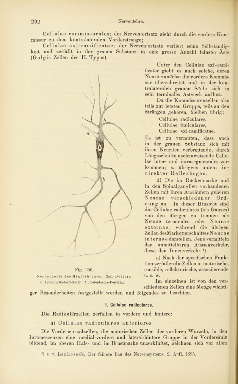 Cellulae commissurales; (1er Nervenfortsatz zieht durch die vordere Kom- missur zu dem kontralateralen Vorderstrange; Cellulae axi-ramificatae; der Nervenfortsatz verliert seine Selbständig- keit und zerfällt in der grauen Substanz in eine grosse Anzahl feinster Äste (Golgis Zellen des II. Typus). Fig. 256. Unter den Cellulae axi-rami- ficatae giebt es auch solche, deren Neurit zunächst die vordere Kommis- sur überschreitet und in der kon- tralateralen grauen Säule sich in sein terminales Astwerk auflöst. Da die Kommissurenzellen also teils zur letzten Gruppe, teils zu den Strängen gehören, bleiben übrig: Cellulae radiculares, Cellulae funiculares, Cellulae axi-ramificatae. Es ist zu vermuten, dass auch in der grauen Substanz sich mit ihren Neuriten verbreitende, durch Längsschnitte nachzuweisende Cellu- lae inter- und intrasegmentales Vor- kommen; s. übrigens unten: in- direkter Reflexbogen. d) Die im Rückenmarke und in den Spinalganglien vorhandenen Zellen mit ihren Ausläufern gehören Neurae verschiedener Ord- nung an. In dieser Hinsicht sind die Cellulae radiculares (als Ganzes) von den übrigen zu trennen als Neurae terminales oder Neurae externae, während die übrigen Zellen desMarkquerschnittes N e u r a e in t er na e darstellen. Jene vermitteln den unmittelbaren Aussenverkehr, diese den Innenverkehr.1) e) Nach der specifischen Funk- tion zerfallen die Zellen in motorische, sensible, reflektorische, associierende Nervenzelle desHinterhornes. Nach Deiters. u. s. w. a jVchsencylinderfortsatz : b Protoplasma-Fortsätze. Im einzelnen ist von den ver- schiedenen Zellen eine Menge wichti- ger Besonderheiten festgestellt worden und folgendes zu beachten. I. Cellulae radiculares. Die Radikulärzellen zerfallen in vordere und hintere: a) Cellulae radiculares anteriores. Die Vorder wurzelzellen, die motorischen Zellen der vorderen Wurzeln, in den Intumescenzen eine medial-vordere und lateral-hintere Gruppe in der Vordersäule bildend, im oberen Hals- und im Brustmarke unzerklüftet, zeichnen sich vor allen *) s. v. Lenhossek, Der feinere Bau des Nervensystems. 2. Aufl. 1865,