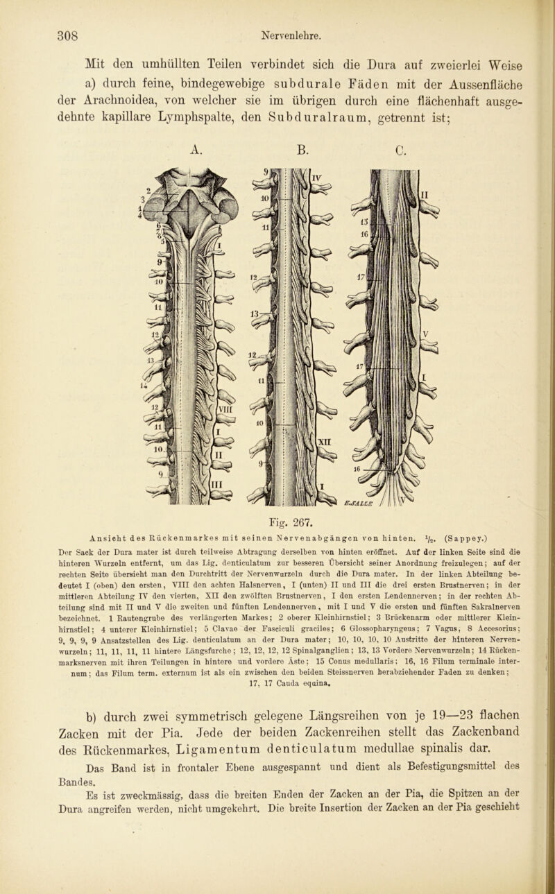 Mit den umhüllten Teilen verbindet sich die Dura auf zweierlei Weise a) durch feine, bindegewebige subdurale Fäden mit der Aussenfläche der Arachnoidea, von welcher sie im übrigen durch eine flächenhaft ausge- dehnte kapillare Lymphspalte, den Subduralraum, getrennt ist; A. B. C. Fig. 267. Ansicht des Rückenmarkes mit seinen Nervenabgängcn von hinten. x/2. (Sappey.) Der Sack der Dura mater ist durch teilweise Abtragung derselben von hinten eröffnet. Auf der linken Seite sind die hinteren Wurzeln entfernt, um das Lig. denticulatum zur besseren Übersicht seiner Anordnung freizulegen; auf der rechten Seite übersieht man den Durchtritt der Nervenwurzeln durch die Dura mater. In der linken Abteilung be- deutet I (oben) den ersten, VIII den achten Halsnerven, I (unten) II und III die drei ersten Brustnerven; in der mittleren Abteilung IV den vierten, XII den zwölften Brustnerven, I den ersten Lendennerven; in der rechten Ab- teilung sind mit II und V die zweiten und fünften Lendennerven, mit I und V die ersten und fünften Sakralnerven bezeichnet. 1 Rautengrube des verlängerten Markes; 2 oberer Kleinhirnstiel; 3 Brückenarm oder mittlerer Klein- hirnstiel; 4 unterer Kleinhirnstiel; 5 Clavae der Fasciculi graciles; 6 Glossopharyngeus; 7 Vagus, 8 Accesorius; 9, 9, 9, 9 Ansatzstellen des Lig. denticulatum an der Dura mater; 10, 10, 10, 10 Austritte der hinteren Nerven- wurzeln; 11, 11, 11, 11 hintere Längsfurche; 12, 12, 12, 12 Spinalganglien; 13, 13 Vordere Nervenwurzeln; 14 Rücken- marksnerven mit ihren Teilungen in hintere und vordere Äste; 15 Conus medullaris; 16, 16 Filum terminale inter- num; das Filum term. externum ist als ein zwischen den beiden Steissnerven berabziehender Faden zu denken; 17, 17 Cauda eqaina. b) durch zwei symmetrisch gelegene Längsreihen von je 19—23 flachen Zacken mit der Pia. Jede der beiden Zackenreihen stellt das Zackenband des Rückenmarkes, Ligamentum denticulatum medullae spinalis dar. Das Band ist in frontaler Ebene ausgespannt und dient als Befestigungsmittel des Bandes. Es ist zweckmässig, dass die breiten Enden der Zacken an der Pia, die Spitzen an der Dura angreifen werden, nicht umgekehrt. Die breite Insertion der Zacken an der Pia geschieht