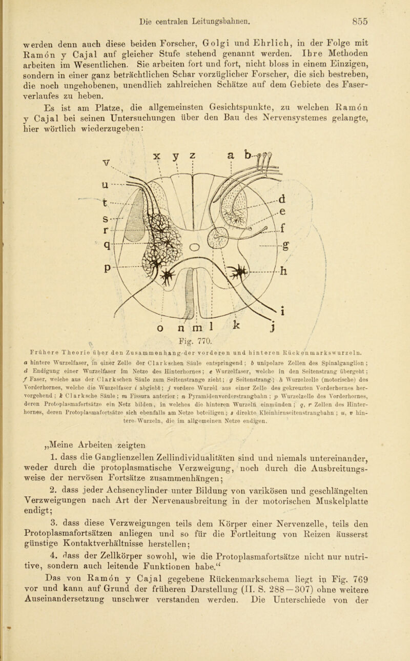 werden denn auch diese beiden Forscher, Golgi und Ehrlich, in der Folge mit Kamon y Cajal auf gleicher Stufe stehend genannt werden. Ihre Methoden arbeiten im Wesentlichen. Sie arbeiten fort und fort, nicht bloss in einem Einzigen, sondern in einer ganz beträchtlichen Schar vorzüglicher Forscher, die sich bestreben, die noch ungehobenen, unendlich zahlreichen Schätze auf dem Gebiete des Faser- verlaufes zu heben. Es ist am Platze, die allgemeinsten Gesichtspunkte, zu welchen Kamon y Cajal bei seinen Untersuchungen über den Bau des Nervensystemes gelangte, hier wörtlich wiederzugeben: Ss Big. 770. Frühere Theorie über den Zusammenhang der vorderen und hinteren Rückenmarks wurzeln. a hintere Wurzelfaser, in einer Zelle der Clark sehen Säule entspringend; b unipolare Zollen des Spinalganglion; d Endigung einer Wurzelfaser im Netze des Hinterhornes; e Wurzelfaser, welche in den Seitenstrang übergeht; / Faser, welche aus der Olarkschen Säule zum Seitenstrange zieht; g Seitenstrang'; h Wurzelzelle (motorische) des Yorderhornes, welche die Wmzelfaser i abgiebt; j vordere Wurzel aus einer Zelle des gekreuzten Vorderhornes her- vorgehend; k Clarksche Säule; m Fissura anterior; n Pyramidenvorderstrangbalm ; p Wurzelzolle des Yorderhornes, deren Protoplasmafortsätze ein Netz bilden, in welches die hinteren Wurzeln einmünden; q, r Zellen des Hinter- hornes, deren Protoplasmafortsätze sich ebenfalls am Netze beteiligen; s direkto Kleinhirnseitenstrangbahn ; u. v hin- tere-Wurzeln, die im allgemeinen Netze endigen. „Meine Arbeiten zeigten 1. dass die Ganglienzellen Zellindividualitäten sind und niemals untereinander, weder durch die protoplasmatische Verzweigung, noch durch die Ausbreitungs- weise der nervösen Fortsätze Zusammenhängen: O 1 2. dass jeder Achsencylinder unter Bildung von varikösen und geschlängelten Verzweigungen nach Art der Nervenausbreitung in der motorischen Muskelplatte endigt; 3. dass diese Verzweigungen teils dem Körper einer Nervenzelle, teils den Protoplasmafortsätzen anliegen und so für die Fortleitung von Reizen äusserst günstige Kontaktverhältnisse hersteilen; 4. dass der Zellkörper sowohl, wie die Protoplasmafortsätze nicht nur nutri- tive, sondern auch leitende Funktionen habe.“ Das von Ramön y Cajal gegebene Rückenmarkschema liegt in Fig. 769 vor und kann auf Grund der früheren Darstellung (II. S. 288 — 307) ohne weitere Auseinandersetzung unschwer verstanden werden. Die Unterschiede von der