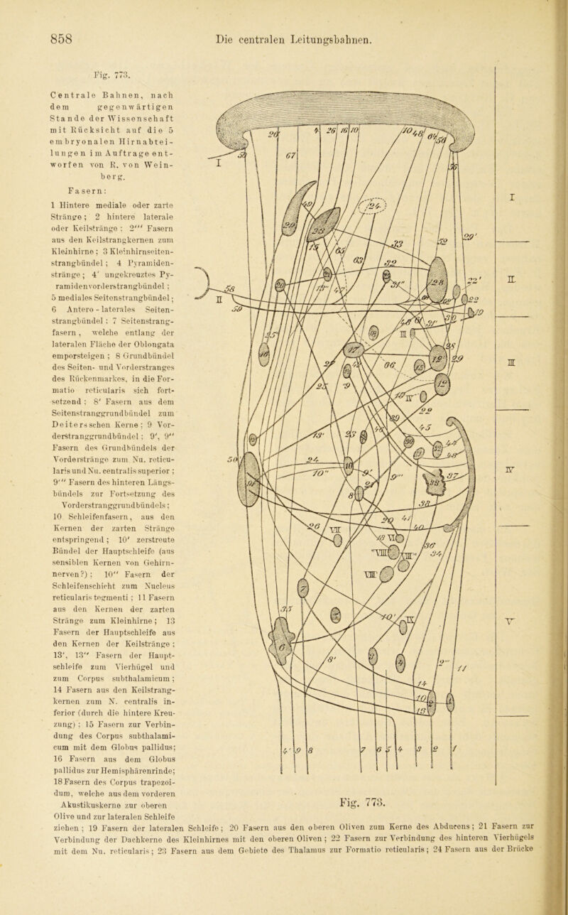 Fier. 773. Centrale Bahnen, nach dem gegenwärtigen Stande der Wissenschaft mit Rücksicht auf die 5 embryonalen Hirnabtei- lungen imAnftrage ent- worfen von R. von Wein- berg. Fasern: 1 Hintere mediale oder zarte Stränge; 2 hintere laterale oder Keilstränge : 2' Fasern aus den Keilstrangkernen zum Kleinhirne; 3 Kleinhirnseiten- strangbündel ; 4 Pyramiden- stränge ; 4' ungekreuztes Py- ramiden vorderstrangbündel ; 5 mediales Seitonstrangbiindel; 6 Antero - laterales Seiten- strangbündel : 7 Seitenstrang- fasern , welche entlang der lateralen Fläche der Oblongata emporsteigen ; 8 Grundbündel des Seiten- und Vorderstranges des Rückenmarkes, in die For- matio reticularis sich fort- setzend ; 8' Fasern aus dem Seitenstranggrundbündel zum Deitersschen Kerne; 9 Vor- derstranggrundbündel ; 9', 9 Fasern des Grundbündels der Vorderstränge zum Nu. reticu- laris und Nu. centralis superior ; 9' Fasern des hinteren Längs- bündels zur Fortsetzung des Vorderstranggrundbündels; 10 Schleifenfasern, aus den Kernen der zarten Stränge entspringend; 10' zerstreute Bündel der Hauptschleife (aus sensiblen Kernen von Gehirn- nerven?) ; 10 Fasern der Schleifenschicht zum Nucleus reticularis tegmenti ; 11 Fasern aus den Kernen der zarten Stränge zum Kleinhirne; 13 Fasern der Hauptschleife aus den Kernen der Keilstränge ; 13', 13 Fasern der Haupt- schleife zum Vierhügel und zum Corpus subthalamicum; 14 Fasern aus den Keilstrang- kernen zum N. centralis in- ferior (durch die hintere Kreu- zung) ; 15 Fasern zur Verbin- dung des Corpus subthalami- cum mit dem Globus pallidus; 16 Fasern aus dem Globus pallidus zur Hemisphärenrinde; 18 Fasern des Corpus trapezoi- dum, welche aus dem vorderen Akustikuskerne zur oberen Olive und zur lateralen Schleife ziehen; 19 Fasern der lateralen Schleife; 20 Fasern aus den oberen Oliven zum Kerne des Abducens; 21 Verbindung der Dachkerne des Kleinhirnes mit den oberen Oliven; 22 Fasern zur Verbindung des hinteren mit dem Nu. reticularis; 23 Fasern aus dem Gebiete des Thalamus zur Formatio reticularis; 24 Fasern aus E- nt w v Fasern zur Vierhügels der Brücke