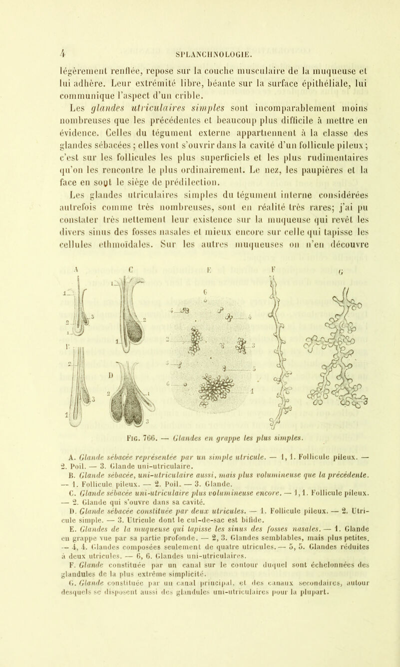 légèrement renflée, repose sur la couche musculaire de la muqueuse et lui adhère. Leur extrémité libre, béante sur la surface épithéliale, lui communique l’aspect d’un ciâhle. Les glandes utriculaires simples sont incomparablement moins nombreuses que les précédentes et beaucoup plus difficile à mettre en évidence. Celles du tégument exterjie appartiennent à la classe des glandes sébacées ; elles vont s’ouvrir dans la cavité d’un follicule pileux; c’est sur les follicules les plus superficiels et les plus rudimeiilaires qu’on les rencontre le plus ordinairemenl. Le nez, les paupières et la face en soyt le siège de prédilection. Les glandes utriculaires simples du tégumeut interne considérées autrefois comme très nombreuses, sont en réalité très rares; j’ai pu coustaler très nettemenl leur existence sur la inm|ueuse (jui revêt les divers sinus des fosses nasales et mieux encore sur celle (jui tapisse les cellules elbmoidales. Sur les auti’es mmjueuses on n’en découvre Fig. 76G. — Glandes en grappe les plus simples. A. Glande sébacée représentée par un simple utricule. — 1,1. Follicule pileux. — Poil. — 3. Glande uni-utriculaire. K. Glande sébacée, uni-utriculaire aussi, mais plus volumineuse que la précédente. — 1. Follicule pileux. — 2. Poil. — 3. Glande. C. Glande sébacée uni-utriculaire plus volumineuse encore. — 1,1. Follicule pileux. — 2. Glande qui s’ouvre dans sa cavité. 1). Glande sébacée constituée par deux utricules. — 1. Follicule pileux. — 2. Utri- cule simple. — 3. Utricule dont le cul-de-sac est bilide. E. Glandes de la muqueuse qui tapisse les sinus des fosses nasales.— 1. Glande en grappe vue par sa partie profonde. — 2, 3. Glandes semblables, mais plus petites. — 4, A. Glandes composées seulement de quatre utricules.— 5, 5. Glandes réduites à deux utricules. — 6, 6. Glandes uni-utriculaires. F. Glande constituée par un canal sur le contour duciuel sont échelonnées des glandules de la plus extrême simplicité. G. Glande constituée par un canal principal, et des catjaux secondaires, autour desquels sc disposent aussi des glandules uni-utiiculaires |»our la j)lupart.