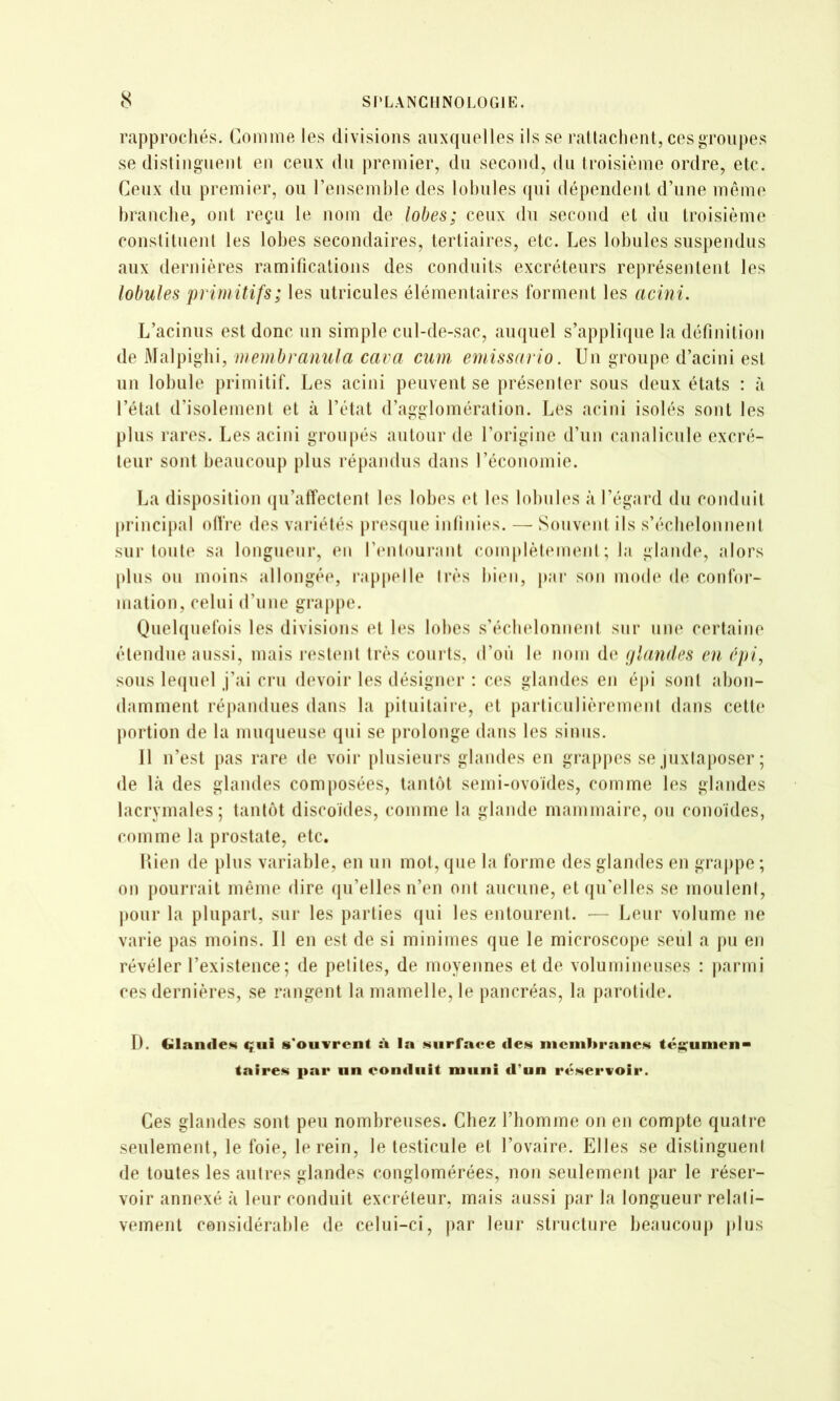 rapprochés. Comme les divisions auxquelles ils se rallacheut, ces groupes se (lisliugueut en ceux du premier, du second, du troisième ordre, etc. Ceux du premier, ou reiiseml)le des lol)ules qui dépendent d’une même hrauclie, ont reçu le nom de lobes; ceux du second et du troisième couslitueul les lobes secondaires, tertiaires, etc. Les lobules suspendus aux dernières ramifications des conduits excréteurs représentent les lobules primitifs; les utricules élémentaires forment les acini. L’acinus est donc un simple cul-de-sac, auquel s’applique la définition de Malpigbi, membranula cava cum emissario. Un groupe d’acini est un lobule primitif. Les acini peuvent se présenler sous deux états : à l’étal d’isolement et à l’état d’agglomération. Les acini isolés sont les plus rares. Les acini groupés autour de l’origine d’un canalicule excré- teur sont beaucoup plus répandus dans l’économie. La disposition (jii’affectent les lobes et les lobules à l’égard du conduit principal olfre des vaiâétés pi’esque inliiiii^s. — Sonvmit ils s’écbelomient sur toute sa longueui*, eu rmilourant complètement; la glande, alors plus ou moins allongéi*, i-appelle très bimi, par son mode de confoi- mation, celui d’une grajipe. Quelquefois les divisions et b‘s lobes s’éclndoniieiit sur une certaine étendue aussi, mais n^stent très courts, d’où le nom de (/landes en (‘pi, sons lequel j’ai cru devoir les désigner ; ces glandes en épi sont abon- damment répandues dans la pituitaire, et particulièrement dans cette portion de la muqueuse qui se prolonge dans les sinus. 11 n’est pas rare de voir plusieurs glandes en grapj)es se juxtaposer ; de là des glandes composées, tantôt semi-ovoïdes, comme les glandes lacrymales; tantôt discoïdes, comme la glande mammaire, ou conoïdes, comme la prostate, etc. Lien de plus variable, en un mot, que la forme des glandes en graj)pe ; on pourrait même dire (lu’elles n’en ont aucune, et(|ii'elles se moulent, pour la plupart, sur les parties qui les entourent. — Leur volume ne varie pas moins. Il en est de si minimes que le microscope seul a pu en révéler l’existence; de petites, de moyennes et de volumineuses : parmi ces dernières, se rangent la mamelle, le pancréas, la parotide. D. Cilanclew qui s’ouvrent à la Miirfaee des niemhraiies té;::unien taires par un eondiiit muni d’un réservoir. Ces glandes sont peu nombreuses. Chez l’bomme on en compte quatre seulement, le foie, le rein, le testicule et l’ovaire. Elles se distingueril de toutes les autres glandes conglomérées, non seulement par le réser- voir annexé à leur conduit excréteur, mais aussi par la longueur relati- vement considérable de celui-ci, par leur structure beaucoup plus