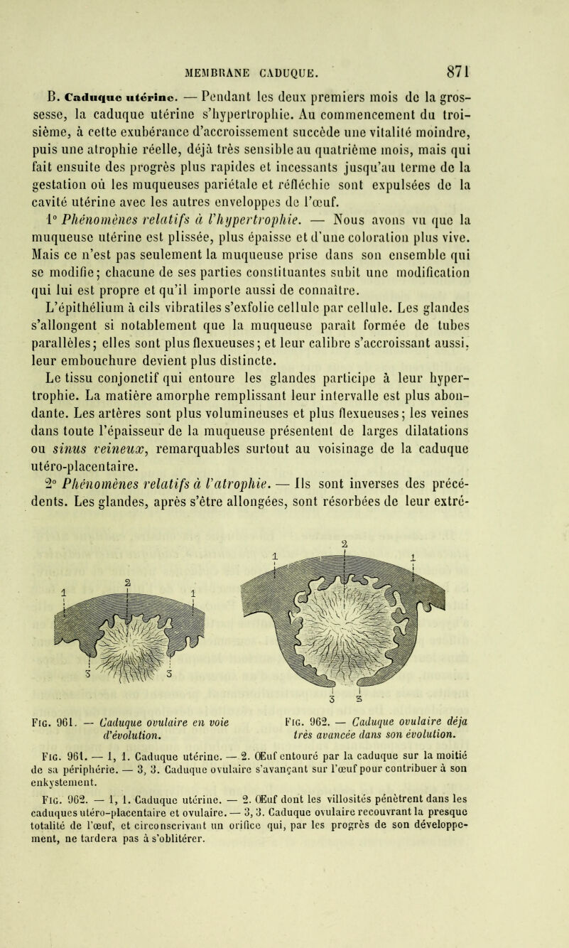 B. Caduque utérine. — PcMidaiit Ics (leux premiers mois de la gros- sesse, la caduque utérine s’hyperlrophie. Au commencement du troi- sième, à cette exubérance d’accroissement succède une vitalité moindre, puis une atrophie réelle, déjà très sensible au quatrième mois, mais qui fait ensuite des progrès plus rapides et incessants jusqu’au terme de la gestation où les muqueuses pariétale et réfléchie sont expulsées de la cavité utérine avec les autres enveloppes de l’œuf. 1° Phénomènes relatifs à riiypertrophie. — Nous avons vu que la muqueuse utérine est plissée, plus épaisse et d’une coloration plus vive. Mais ce n’est pas seulement la muqueuse prise dans son ensemble qui se modifie; chacune de ses parties constituantes subit une modification qui lui est propre et qu’il importe aussi de connaître. L’épithélium à cils vibratiles s’exfolie cellule par cellule. Les glandes s’allongent si notablement que la muqueuse paraît formée de tubes parallèles; elles sont plusflexueuses; et leur calibre s’accroissant aussi, leur embouchure devient plus distincte. Le tissu conjonctif qui entoure les glandes participe à leur hyper- trophie. La matière amorphe remplissant leur intervalle est plus abon- dante. Les artères sont plus volumineuses et plus flexueuses; les veines dans toute l’épaisseur de la muqueuse présentent de larges dilatations ou smiis veineux, remarquables surtout au voisinage de la caduque utéro-placentaire. 2° Phénomènes relatifs à l’atrophie. — Ils sont inverses des précé- dents. Les glandes, après s’être allongées, sont résorbées de leur extré- Fig. 961, — Caduque ovulaire en voie Fig. 962. — Caduque ovulaire déjà d'évolution. très avancée dans son évolution. Fig. 961. — 1, 1. Caduque utérine. — 2. OEuf entouré par la caduque sur la moitié de sa périphérie. — 3, 3. Caduque ovulaire s’avançant sur l’œuf pour contribuer à son enkystement. Fig. 962. — 1, 1. Caduque utérine. — 2. OEuf dont les villosités pénètrent dans les caduques utéro-placentaire et ovulaire. — 3, 3. Caduque ovulaire recouvrant la presque totalité de l’œuf, et circonscrivant un orifice qui, par les progrès de son développe- ment, ne tardera pas à s’oblitérer.