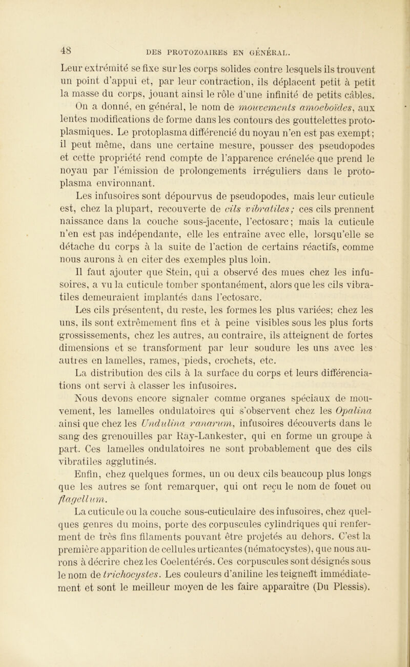 Leur extrémité se fixe sur les corps solides contre lesquels ils trouvent un point d’appui et, par leur contraction, ils déplacent petit à petit la masse du corps, jouant ainsi le rôle d'une infinité de petits câbles. On a donné, en général, le nom de mouvements omoeboïdes, aux lentes modifications de forme dans les contours des gouttelettes proto- plasmiques. Le protoplasma différencié du noyau n’en est pas exempt; il peut même, dans une certaine mesure, pousser des pseudopodes et cette propriété rend compte de l’apparence crénelée que prend le noyau par l’émission de prolongements irréguliers dans le proto- plasma environnant. Les infusoires sont dépourvus de pseudopodes, mais leur cuticule est, chez la plupart, recouverte de cils vibratües ; ces cils prennent naissance dans la couche sous-jacente, l’ectosarc; mais la cuticule n’en est pas indépendante, elle les entraîne avec elle, lorsqu’elle se détache du corps à la suite de l’action de certains réactifs, comme nous aurons à en citer des exemples plus loin. Il faut ajouter que Stein, qui a observé des mues chez les infu- soires, a vu la cuticule tomber spontanément, alors que les cils vibra- tiles demeuraient implantés dans l’ectosarc. Les cils présentent, du reste, les formes les plus variées; chez les uns, ils sont extrêmement fins et à peine visibles sous les plus forts grossissements, chez les autres, au contraire, ils atteignent de fortes dimensions et se transforment par leur soudure les uns avec les autres en lamelles, rames, pieds, crochets, etc. La distribution des cils à la surface du corps et leurs différencia- tions ont servi à classer les infusoires. Nous devons encore signaler comme organes spéciaux de mou- vement, les lamelles ondulatoires qui s’observent chez les Opalina ainsi que chez les Undulina ranarum, infusoires découverts dans le sang des grenouilles par Ray-Lankester, qui en forme un groupe à part. Ces lamelles ondulatoires ne sont probablement que des cils vibratiles agglutinés. Enfin, chez quelques formes, un ou deux cils beaucoup plus longs que les autres se font remarquer, qui ont reçu le nom de fouet ou flagellum. La cuticule ou la couche sous-cuticulaire des infusoires, chez quel- ques genres du moins, porte des corpuscules cylindriques qui renfer- ment de très fins filaments pouvant être projetés au dehors. C’est la première apparition de cellules urticantes (nématocystes), que nous au- rons à décrire chez les Coelentérés. Ces corpuscules sont désignés sous le nom de trichocystes. Les couleurs d’aniline les teigneiît immédiate- ment et sont le meilleur moyen de les faire apparaître (Du Plessis).