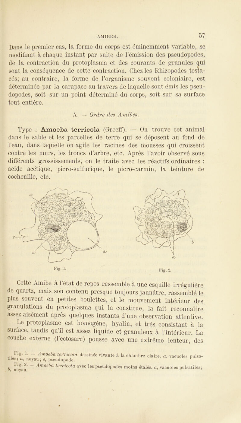 Dans le premier cas, la forme du corps est éminemment variable, se modifiant à chaque instant par suite de l’émission des pseudopodes, de la contraction du protoplasma et des courants de granules qui % sont la conséquence de cette contraction. Chez les Rhizopodes testa- cés, au contraire, la forme de l’organisme souvent coloniaire, est déterminée par la carapace au travers de laquelle sont émis les pseu- dopodes, soit sur un point déterminé du corps, soit sur sa surface tout entière. A. — Ordre des Amibes. Type : Amoeba terricola (Greeff). — On trouve cet animal dans le sable et les parcelles de terre qui se déposent au fond de l’eau, dans laquelle on agite les racines des mousses qui croissent contre les murs, les troncs d’arbre, etc. Après l’avoir observé sous différents grossissements, on le traite avec les réactifs ordinaires : acide acétique, picro-sulfurique, le picro-carmin, la teinture de cochenille, etc. Fig. 1. Fig. 2. Cette Amibe à l’état de repos ressemble à une esquille irrégulière de quartz, mais son contenu presque toujours jaunâtre, rassemblé le plus souvent en petites boulettes, et le mouvement intérieur des granulations du protoplasma qui la constitue, la fait reconnaître assez aisément après quelques instants d’une observation attentive. Le protoplasme est homogène, hyalin, et très consistant à la surface, tandis qu’il est assez liquide et granuleux à l’intérieur. La couche externe (l’ectosarc) pousse avec une extrême lenteur, des -A.moeba tel i icola dessinée vivante a la chambre claire, a, vacuoles pulsa- tiles; n, noyau; e, pseudopode. Fic. 2. Amocha terricola avec les pseudopodes moins étalés, a, vacuoles pulsatiles;