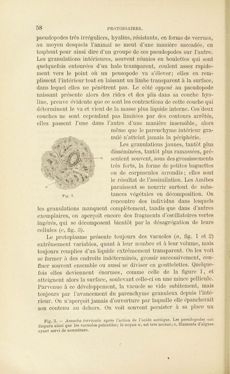 pseudopodes très irréguliers, hyalins, résistants, en forme de verrues, au moyen desquels l’animal se meut d’une manière saccadée, en tombant pour ainsi dire d’un groupe de ces pseudopodes sur l’autre. Les granulations intérieures, souvent réunies en boulettes qui sont quelquefois entourées d’un halo transparent, coulent assez rapide- ment vers le point où un peusopode va s’élever; elles en rem- plissent l’intérieur tout en laissant un limbe transparent à la surface, dans lequel elles ne pénètrent pas. Le côté opposé au pseudopode naissant présente alors des rides et des plis dans sa couche hya- line, preuve évidente que ce sont les contractions de cette couche qui déterminent le va et vient de la masse plus liquide interne. Ces'deux couches ne sont cependant pas limitées par des contours arrêtés, elles passent l’une dans l’autre d’une manière insensible, alors même que le parenchyme intérieur gra- nulé n’atteint jamais la périphérie. Les granulations jaunes, tantôt plus disséminées, tantôt plus ramassées, pré- sentent souvent, sous des grossissements très forts, la forme de petites baguettes ou de corpuscules arrondis ; elles sont le résultat de l’assimilation. Les Amibes paraissent se nourrir surtout de subs- tances végétales en décomposition. On rencontre des individus dans lesquels les granulations manquent complètement, tandis que dans d’autres exemplaires, on aperçoit encore des fragments d’oscillatoires vertes ingérés, qui se décomposent bientôt par la désagrégation de leurs cellules (c, fig. 3). Le protoplasme présente toujours des vacuoles (a, fig. 1 et 2) extrêmement variables, quant à leur nombre et à leur volume, mais toujours remplies d’un liquide extrêmement transparent. On les voit se former à des endroits indéterminés, grossir successivement, con- fluer souvent ensemble ou aussi se diviser en gouttelettes. Quelque- fois elles deviennent énormes, comme celle de la figure 1, et —n Kig. 3. atteignent alors la surface, soulevant celle-ci en une mince pellicule. Parvenue à ce développement, la vacuole se vide subitement, mais toujours par l’avancement du parenchyme granuleux depuis l’inté- rieur. On n’aperçoit jamais d’ouverture par laquelle elle épancherait son contenu au dehors. On voit souvent persister à sa place un pi g. 3. — Amoeba terricola après l’action de l’acide acétique. Les pseudopodes ont disparu ainsi que les vacuoles pulsatiles; le noyau ti, est très accusé, c, filaments d algues ayant servi de nourriture.
