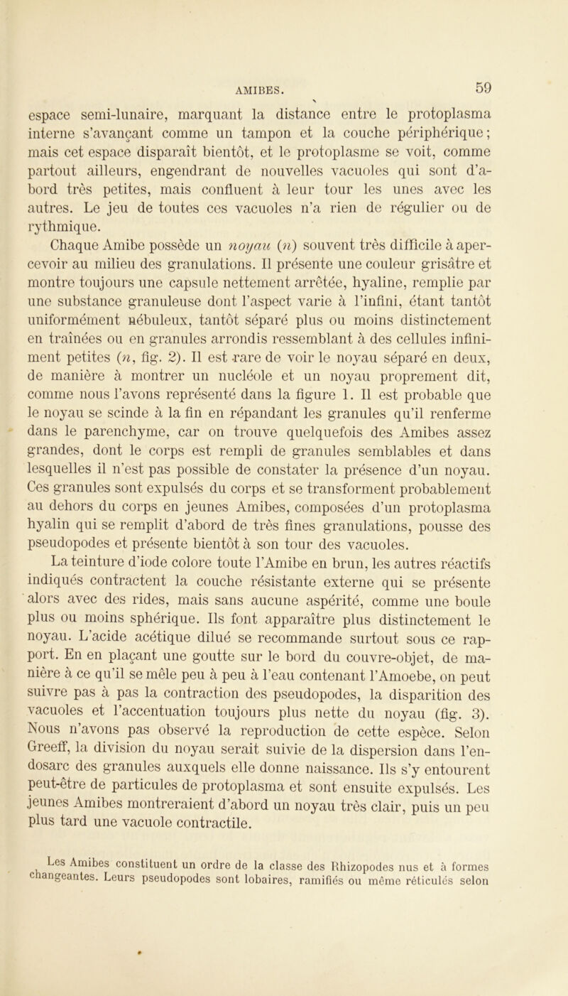 espace semi-lunaire, marquant la distance entre le protoplasma interne s’avançant comme un tampon et la couche périphérique ; mais cet espace disparaît bientôt, et le protoplasme se voit, comme partout ailleurs, engendrant de nouvelles vacuoles qui sont d’a- bord très petites, mais confluent à leur tour les unes avec les autres. Le jeu de toutes ces vacuoles n’a rien de régulier ou de rythmique. Chaque Amibe possède un noyau {n) souvent très difficile à aper- cevoir au milieu des granulations. Il présente une couleur grisâtre et montre toujours une capsule nettement arrêtée, hyaline, remplie par une substance granuleuse dont l’aspect varie à l’infini, étant tantôt uniformément nébuleux, tantôt séparé plus ou moins distinctement en traînées ou en granules arrondis ressemblant à des cellules infini- ment petites (n, fig. 2). Il est -rare de voir le noyau séparé en deux, de manière à montrer un nucléole et un noyau proprement dit, comme nous l’avons représenté dans la figure 1. Il est probable que le noyau se scinde à la fin en répandant les granules qu’il renferme dans le parenchyme, car on trouve quelquefois des Amibes assez grandes, dont le corps est rempli de granules semblables et dans lesquelles il n’est pas possible de constater la présence d’un noyau. Ces granules sont expulsés du corps et se transforment probablement au dehors du corps en jeunes Amibes, composées d’un protoplasma hyalin qui se remplit d’abord de très fines granulations, pousse des pseudopodes et présente bientôt à son tour des vacuoles. La teinture d’iode colore toute l’Amibe en brun, les autres réactifs indiqués contractent la couche résistante externe qui se présente alors avec des rides, mais sans aucune aspérité, comme une boule plus ou moins sphérique. Ils font apparaître plus distinctement le noyau. L’acide acétique dilué se recommande surtout sous ce rap- port. En en plaçant une goutte sur le bord du couvre-objet, de ma- nière à ce qu’il se mêle peu à peu à l’eau contenant l’Amoebe, on peut suivre pas à pas la contraction des pseudopodes, la disparition des vacuoles et l’accentuation toujours plus nette du noyau (fig. 3). Nous n’avons pas observé la reproduction de cette espèce. Selon Greeff, la division du noyau serait suivie de la dispersion dans l’en- dosarc des granules auxquels elle donne naissance. Ils s’y entourent peut-etre de particules de protoplasma et sont ensuite expulsés. Les jeunes Amibes montreraient d’abord un noyau très clair, puis un peu plus tard une vacuole contractile. Les Amibes constituent un ordre de la classe des Rhizopodes nus et à formes c angeantes. Leurs pseudopodes sont lobaires, ramifiés ou même réticulés selon