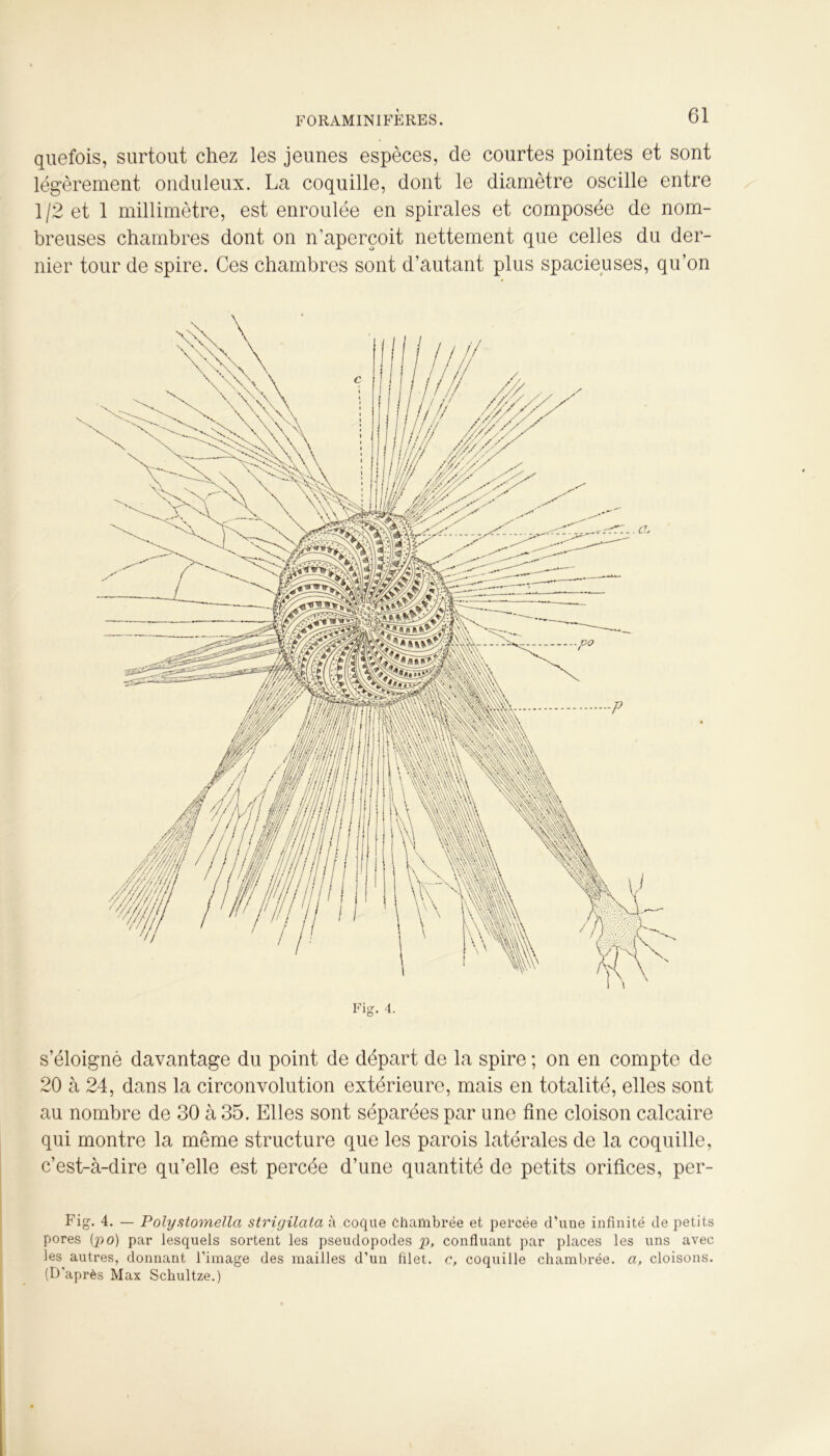 quefois, surtout chez les jeunes espèces, de courtes pointes et sont légèrement onduleux. La coquille, dont le diamètre oscille entre 1 /2 et 1 millimètre, est enroulée en spirales et composée de nom- breuses chambres dont on n’aperçoit nettement que celles du der- nier tour de spire. Ces chambres sont d’autant plus spacieuses, qu’on s’éloigné davantage du point de départ de la spire ; on en compte de 20 à 24, dans la circonvolution extérieure, mais en totalité, elles sont au nombre de 30 à 35. Elles sont séparées par une fine cloison calcaire qui montre la même structure que les parois latérales de la coquille, c’est-à-dire qu’elle est percée d’une quantité de petits orifices, per- Fig. 4. — Polystomella strigilata à coque chambrée et percée d’une infinité de petits pores (po) par lesquels sortent les pseudopodes p, confluant par places les uns avec les autres, donnant l’image des mailles d’un filet, c, coquille chambrée, a, cloisons. (D’après Max Schultze.)