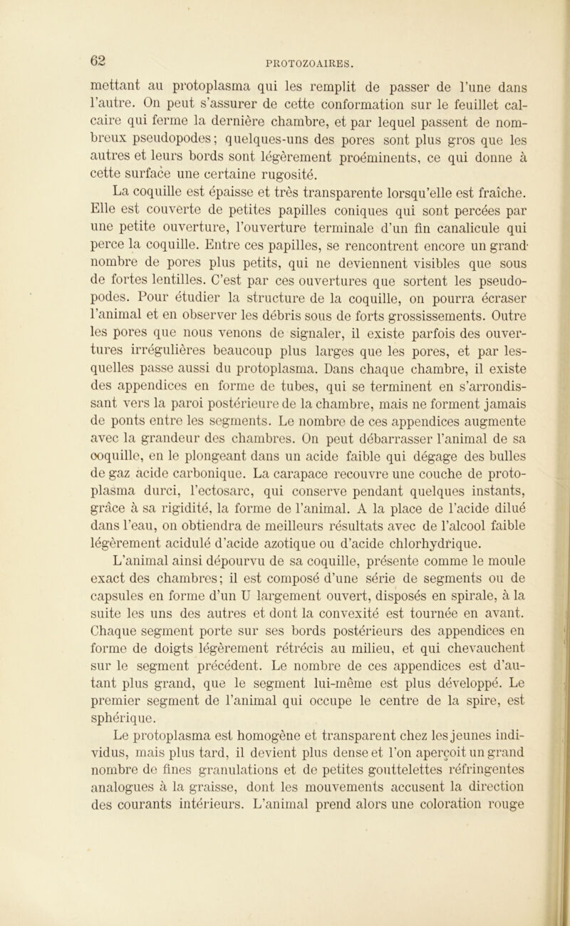 mettant au protoplasma qui les remplit de passer de lïme dans l’autre. On peut s’assurer de cette conformation sur le feuillet cal- caire qui ferme la dernière chambre, et par lequel passent de nom- breux pseudopodes; quelques-uns des pores sont plus gros que les autres et leurs bords sont légèrement proéminents, ce qui donne à cette surface une certaine rugosité. La coquille est épaisse et très transparente lorsqu’elle est fraîche. Elle est couverte de petites papilles coniques qui sont percées par une petite ouverture, l’ouverture terminale d’un fin canalicule qui perce la coquille. Entre ces papilles, se rencontrent encore un grand- nombre de pores plus petits, qui ne deviennent visibles que sous de fortes lentilles. C’est par ces ouvertures que sortent les pseudo- podes. Pour étudier la structure de la coquille, on pourra écraser l’animal et en observer les débris sous de forts grossissements. Outre les pores que nous venons de signaler, il existe parfois des ouver- tures irrégulières beaucoup plus larges que les pores, et par les- quelles passe aussi du protoplasma. Dans chaque chambre, il existe des appendices en forme de tubes, qui se terminent en s’arrondis- sant vers la paroi postérieure de la chambre, mais ne forment jamais de ponts entre les segments. Le nombre de ces appendices augmente avec la grandeur des chambres. On peut débarrasser l’animal de sa ooquille, en le plongeant dans un acide faible qui dégage des bulles de gaz acide carbonique. La carapace recouvre une couche de proto- plasma durci, l’ectosarc, qui conserve pendant quelques instants, grâce à sa rigidité, la forme de l’animal. A la place de l’acide dilué dans l’eau, on obtiendra de meilleurs résultats avec de l’alcool faible légèrement acidulé d’acide azotique ou d’acide chlorhydrique. L’animal ainsi dépourvu de sa coquille, présente comme le moule exact des chambres ; il est composé d’une série de segments ou de capsules en forme d’un U largement ouvert, disposés en spirale, à la suite les uns des autres et dont la convexité est tournée en avant. Chaque segment porte sur ses bords postérieurs des appendices en forme de doigts légèrement rétrécis au milieu, et qui chevauchent sur le segment précédent. Le nombre de ces appendices est d’au- tant plus grand, que le segment lui-même est plus développé. Le premier segment de l’animal qui occupe le centre de la spire, est sphérique. Le protoplasma est homogène et transparent chez les jeunes indi- vidus, mais plus tard, il devient plus dense et l’on aperçoit un grand nombre de fines granulations et de petites gouttelettes réfringentes analogues à la graisse, dont les mouvements accusent la direction des courants intérieurs. L’animal prend alors une coloration rouge