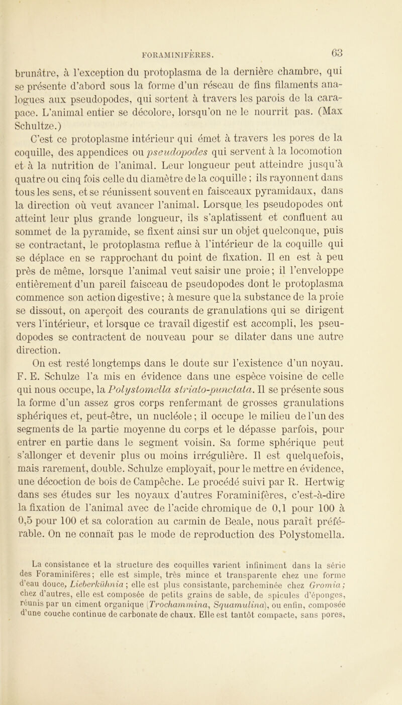 brunâtre, à l’exception du protoplasma de la dernière chambre, qui se présente d’abord sous la forme d’un réseau de fins filaments ana- logues aux pseudopodes, qui sortent à travers les parois de la cara- pace. L’animal entier se décolore, lorsqu’on ne le nourrit pas. (Max Schultze.) C’est ce protoplasme intérieur qui émet à travers les pores de la coquille, des appendices ou pseudopodes qui servent à la locomotion et à la nutrition de l’animal. Leur longueur peut atteindre jusqu’à quatre ou cinq fois celle du diamètre de la coquille ; ils rayonnent dans tous les sens, et se réunissent souvent en faisceaux pyramidaux, dans la direction où veut avancer l’animal. Lorsque les pseudopodes ont atteint leur plus grande longueur, ils s’aplatissent et confluent au sommet de la pyramide, se fixent ainsi sur un objet quelconque, puis se contractant, le protoplasma reflue à l’intérieur de la coquille qui se déplace en se rapprochant du point de fixation. Il en est à peu près de même, lorsque l’animal veut saisir une proie; il l’enveloppe entièrement d’un pareil faisceau de pseudopodes dont le protoplasma commence son action digestive ; à mesure que la substance de la proie se dissout, on aperçoit des courants de granulations qui se dirigent vers l’intérieur, et lorsque ce travail digestif est accompli, les pseu- dopodes se contractent de nouveau pour se dilater dans une autre direction. On est resté longtemps dans le doute sur l’existence d’un noyau. F. E. Schulze l’a mis en évidence dans une espèce voisine de celle qui nous occupe, la Polystomella striato-punctata. Il se présente sous la forme d’un assez gros corps renfermant de grosses granulations sphériques et, peut-être, un nucléole; il occupe le milieu de Lun des segments de la partie moyenne du corps et le dépasse parfois, pour entrer en partie dans le segment voisin. Sa forme sphérique peut s’allonger et devenir plus ou moins irrégulière. Il est quelquefois, mais rarement, double. Schulze employait, pour le mettre en évidence, une décoction de bois de Campêche. Le procédé suivi par R. Hertwig dans ses études sur les noyaux d’autres Foraminifères, c’est-à-dire la fixation de l’animal avec de l’acide chromique de 0,1 pour 100 à 0,5 pour 100 et sa coloration au carmin de Beale, nous paraît préfé- rable. On ne connaît pas le mode de reproduction des Polystomella. La consistance et la structure des coquilles varient infiniment dans la série des Foraminifères; elle est simple, très mince et transparente chez une forme d’eau douce, Lieberküknia ; elle est plus consistante, parcheminée chez Gromici ; chez d’autres, elle est composée de petits grains de sable, de spiculés d’éponges, réunis par un ciment organique (Trochammina, Squamulina), ou enfin, composée d’une couche continue de carbonate de chaux. Elle est tantôt compacte, sans pores,