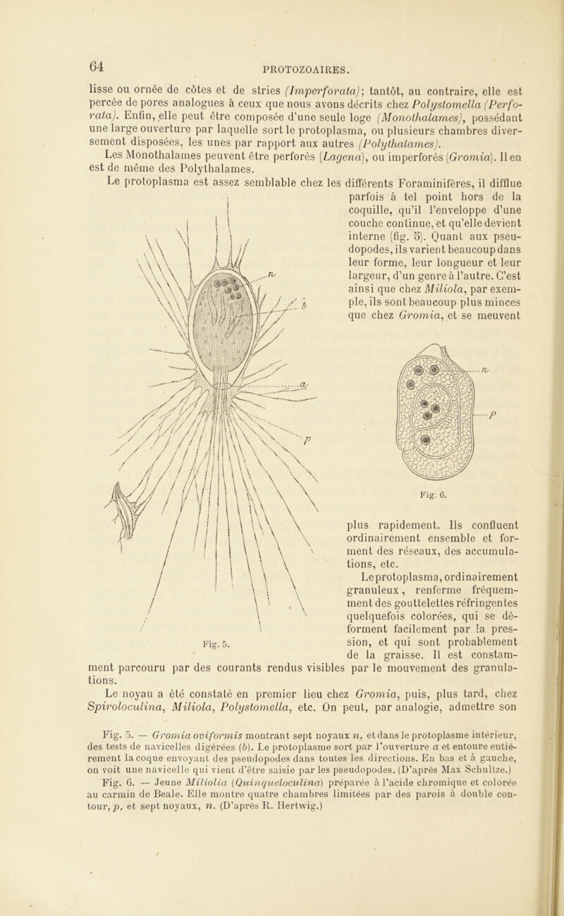 lisse ou ornée de côtes et de stries (Imper for ata) ; tantôt, au contraire, elle est percée de pores analogues à ceux que nous avons décrits chez Polystomella (Perfo- rata). Enfin, elle peut être composée d’une seule loge (Monothalames), possédant une large ouverture par laquelle sort le protoplasma, ou plusieurs chambres diver- sement disposées, les unes par rapport aux autres (Polythalames). Les Monothalames peuvent être perforés (Lagena), ou imperforés (Gromia). lien est de même des Polythalames. Le protoplasma est assez semblable chez les différents Foraminifères, il difflue parfois à tel point hors de la coquille, qu’il l’enveloppe d’une couche continue, et qu’elle devient interne (fig. 5). Quant aux pseu- dopodes, ils varient beaucoup dans leur forme, leur longueur et leur largeur, d’un genre à l’autre. C’est ainsi que chez Miliola, par exem- ple, ils sont beaucoup plus minces que chez Gromia, et se meuvent Fig. 6. plus rapidement. Ils confluent ordinairement ensemble et for- ment des réseaux, des accumula- tions, etc. Le protoplasma, ordinairement granuleux, renferme fréquem- ment des gouttelettes réfringentes quelquefois colorées, qui se dé- forment facilement par la pres- sion, et qui sont probablement de la graisse. Il est constam- ment parcouru par des courants rendus visibles par le mouvement des granula- tions. Le noyau a été constaté en premier lieu chez Gromia, puis, plus tard, chez Spiroloculina, Miliola, Polystomella, etc. On peut, par analogie, admettre son Fig. 5. — Gromia oviformis montrant sept noyaux n, et dans le protoplasme intérieur, des tests de navicelles digérées (b). Le protoplasme sort par l’ouverture a et entoure entiè- rement la coque envoyant des pseudopodes dans toutes les directions. En bas et à gauche, on voit une navicelle qui vient d’être saisie par les pseudopodes. (D’après Max Schultze.) Fig. 6. — Jeune Miliolia (Quioiqueloculinci) préparée à l’acide chromique et colorée au carmin de Beale. Elle montre quatre chambres limitées par des parois à double con- tour, n, et sept noyaux, n. (D’après R. Iîertwig.)