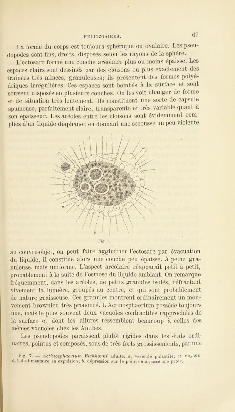 La forme du corps est toujours sphérique ou ovalaire. Les pseu- dopodes sont fins, droits, disposés selon les rayons de la sphère. L’ectosarc forme une couche aréolaire plus ou moins épaisse. Les espaces clairs sont dessinés par des cloisons ou plus exactement des traînées très minces, granuleuses; ils présentent des formes polyé- driques irrégulières. Ces espaces sont bombés à la surface et sont souvent disposés en plusieurs couches. On les voit changer de forme et de situation très lentement. Ils constituent une sorte de capsule spumeuse, parfaitement claire, transparente et très variable quant à son épaisseur. Les aréoles entre les cloisons sont évidemment rem- plies d’un liquide diaphane ; en donnant une secousse un peu violente Fig. 7. au couvre-objet, on peut faire agglutiner l’ectosarc par évacuation du liquide, il constitue alors une couche peu épaisse, à peine gra- nuleuse, mais uniforme. L’aspect aréolaire réapparaît petit à petit, probablement à la suite de l’osmose du liquide ambiant. On remarque fréquemment, dans les aréoles, de petits granules isolés, réfractant vivement la lumière, groupés au centre, et qui sont probablement de nature graisseuse. Ces granules montrent ordinairement un mou- vement brownien très prononcé. L’Actinosphaerium possède toujours une, mais le plus souvent deux vacuoles contractiles rapprochées de la surface et dont les allures ressemblent beaucoup à celles des mêmes vacuoles chez les Amibes. Les pseudopodes paraissent plutôt rigides dans les états ordi- naires, pointus et composés, sous de très forts grossissements, par une Fig. 7. — Actinosphaerium Eichhorni adulte. a> vésicule pulsatile; n, noyaux c, bol alimentaire, en expulsion; b, dépression sur le point où a passé une proie.