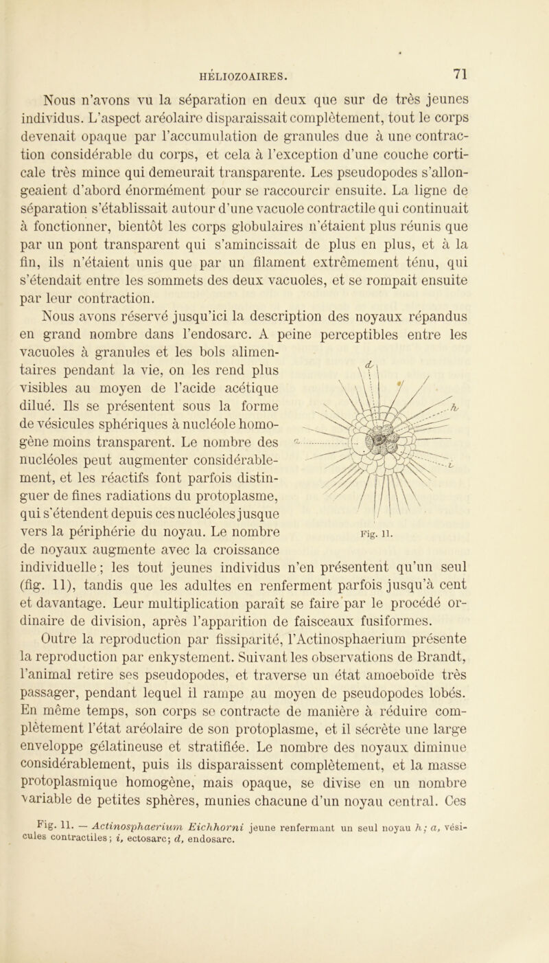 Nous n’avons vu la séparation en deux que sur de très jeunes individus. L'aspect aréolaire disparaissait complètement, tout le corps devenait opaque par l’accumulation de granules due à une contrac- tion considérable du corps, et cela à l’exception d’une couche corti- cale très mince qui demeurait transparente. Les pseudopodes s’allon- geaient d’abord énormément pour se raccourcir ensuite. La ligne de séparation s’établissait autour d’une vacuole contractile qui continuait à fonctionner, bientôt les corps globulaires n’étaient plus réunis que par un pont transparent qui s’amincissait de plus en plus, et à la fin, ils n’étaient unis que par un filament extrêmement ténu, qui s’étendait entre les sommets des deux vacuoles, et se rompait ensuite par leur contraction. Nous avons réservé jusqu’ici la description des noyaux répandus en grand nombre dans l’endosarc. A peine perceptibles entre les vacuoles à granules et les bols alimen- taires pendant la vie, on les rend plus visibles au moyen de l’acide acétique dilué. Ils se présentent sous la forme de vésicules sphériques à nucléole homo- gène moins transparent. Le nombre des nucléoles peut augmenter considérable- ment, et les réactifs font parfois distin- guer de fines radiations du protoplasme, qui s'étendent depuis ces nucléoles jusque vers la périphérie du noyau. Le nombre de noyaux augmente avec la croissance individuelle ; les tout jeunes individus n’en présentent qu’un seul (fig. 11), tandis que les adultes en renferment parfois jusqu’à cent et davantage. Leur multiplication paraît se faire par le procédé or- dinaire de division, après l’apparition de faisceaux fusiformes. Outre la reproduction par fissiparité, l’Actinosphaerium présente la reproduction par enkystement. Suivant les observations de Brandt, l’animal retire ses pseudopodes, et traverse un état amoeboïde très passager, pendant lequel il rampe au moyen de pseudopodes lobés. En même temps, son corps se contracte de manière à réduire com- plètement l’état aréolaire de son protoplasme, et il sécrète une large enveloppe gélatineuse et stratifiée. Le nombre des noyaux diminue considérablement, puis ils disparaissent complètement, et la masse protoplasmique homogène, mais opaque, se divise en un nombre variable de petites sphères, munies chacune d’un noyau central. Ces fig. 11. — Actinosphaérium Eichhorni jeune renfermant un seul noyau h; a, vési- cules contractiles; i, ectosarc; d, endosarc. Fig. 11.