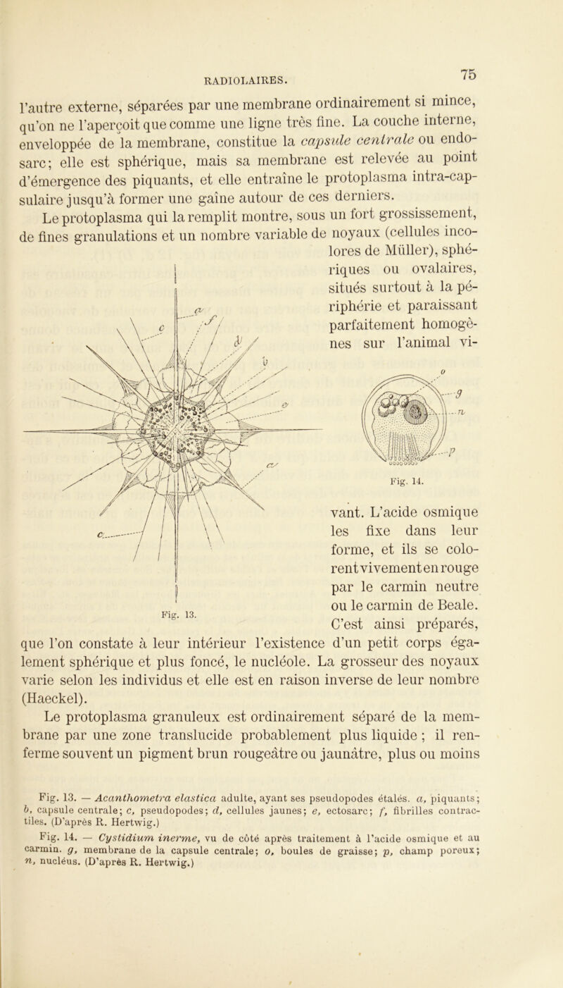 l’autre externe, séparées par une membrane ordinairement si mince, qu’on ne l’aperçoit que comme une ligne très fine. La couche interne, enveloppée de la membrane, constitue la capsule centrale ou endo- sarc; elle est sphérique, mais sa membrane est relevée au point d’émergence des piquants, et elle entraîne le protoplasma intia-cap- sulaire jusqu’à former une gaine autour de ces derniers. Le protoplasma qui la remplit montre, sous un tort grossissement, de fines granulations et un nombre variable de noyaux (cellules inco- lores de Millier), sphé- j riques ou ovalaires, situés surtout à la pé- riphérie et paraissant parfaitement homogè- nes sur l’animal vi- vant. L’acide osmique les fixe dans leur forme, et ils se colo- rent vivement en rouge par le carmin neutre ou le carmin de Beale. C’est ainsi préparés, que l’on constate à leur intérieur l’existence d’un petit corps éga- lement sphérique et plus foncé, le nucléole. La grosseur des noyaux varie selon les individus et elle est en raison inverse de leur nombre (Haeckel). Le protoplasma granuleux est ordinairement séparé de la mem- brane par une zone translucide probablement plus liquide ; il ren- ferme souvent un pigment brun rougeâtre ou jaunâtre, plus ou moins 1 — TV UOOO OÛOO Fig, 14. Fig. 13. — Acanthometra elastica adulte, ayant ses pseudopodes étalés, a, piquants; b, capsule centrale; c, pseudopodes; d, cellules jaunes; e, ectosarc; f, fibrilles contrac- tiles. (D’après R. Hertwig.) Fig. 14. — Cystidium inerme, vu de côté après traitement à l’acide osmique et au carmin, g, membrane de la capsule centrale; o, boules de graisse; p, champ poreux; n, nucléus. (D’après R. Hertwig.)