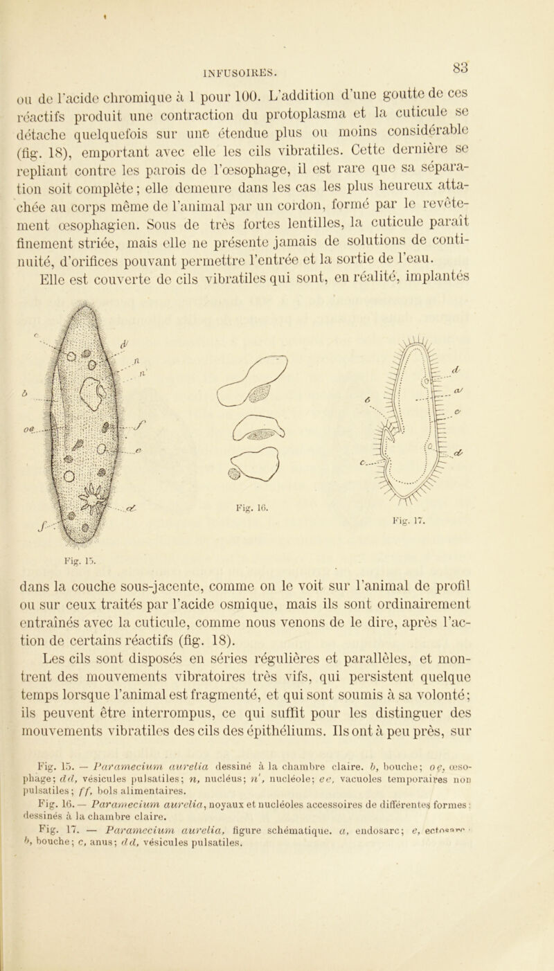 ou do l’acide chromique à 1 pour 100. L’addition d’une goutte de ces réactifs produit une contraction du protoplasma et la cuticule se détache quelquefois sur une étendue plus ou moins considérable (fig. 18), emportant avec elle les cils vibratiles. Cette dernière se repliant contre les parois de l’œsophage, il est rare que sa sépara- tion soit complète ; elle demeure dans les cas les plus heureux atta- chée au corps même de l’animal par un cordon, formé par le revête- ment œsophagien. Sous de très fortes lentilles, la cuticule paraît finement striée, mais elle ne présente jamais de solutions de conti- nuité, d’orifices pouvant permettre l’entrée et la sortie de l’eau. Elle est couverte de cils vibratiles qui sont, en réalité, implantés dans la couche sous-jacente, comme on le voit sur l’animal de profil ou sur ceux traités par l’acide osmique, mais ils sont ordinairement entraînés avec la cuticule, comme nous venons de le dire, après l'ac- tion de certains réactifs (fig. 18). Les cils sont disposés en séries régulières et parallèles, et mon- trent des mouvements vibratoires très vifs, qui persistent quelque temps lorsque l’animal est fragmenté, et qui sont soumis à sa volonté; ils peuvent être interrompus, ce qui suffit pour les distinguer des mouvements vibratiles des cils des épithéliums. Ils ont à peu près, sur Fig. 15. — Paramecium aurelia dessiné à la chambre claire, b, bouche; oç, œso- phage; dd, vésicules pulsatiles; n, nucléus; ri, nucléole; ec, vacuoles temporaires non pulsatiles; ff, bols alimentaires. Fig. 16. — Paramecium aurelia, noyaux et nucléoles accessoires de différentes formes : dessinés à la chambre claire. Fig. 17. — Paramecium aurelia, ligure schématique, a, endosarc; e, ectooa^ • b, bouche; c, anus; dd, vésicules pulsatiles.