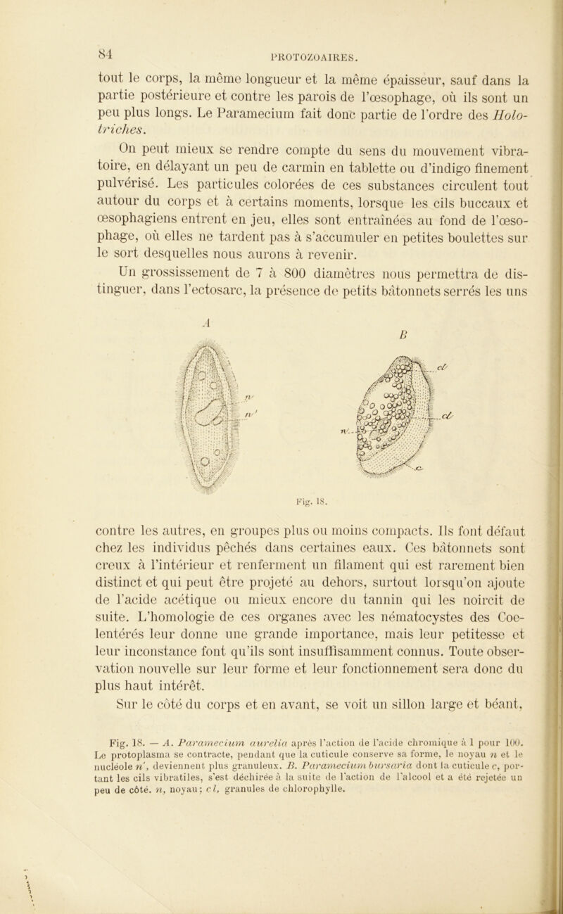 tout le corps, la même longueur et la même épaisseur, sauf dans la partie postérieure et contre les parois de l’oesophage, où ils sont un peu plus longs. Le Paramecium fait donc partie de l'ordre des Holo- triches. On peut mieux se rendre compte du sens du mouvement vibra- toire, en délayant un peu de carmin en tablette ou d’indigo finement pulvérisé. Les particules colorées de ces substances circulent tout autour du corps et à certains moments, lorsque les cils buccaux et œsophagiens entrent en jeu, elles sont entraînées au fond de l’œso- phage, où elles ne tardent pas à s’accumuler en petites boulettes sur le sort desquelles nous aurons à revenir. Un grossissement de 7 à 800 diamètres nous permettra de dis- tinguer, dans l’ectosarc, la présence de petits bâtonnets serrés les uns contre les autres, en groupes plus ou moins compacts. Ils font défaut chez les individus pêchés dans certaines eaux. Ces bâtonnets sont creux à l’intérieur et renferment un filament qui est rarement bien distinct et qui peut être projeté au dehors, surtout lorsqu’on ajoute de l’acide acétique ou mieux encore du tannin qui les noircit de suite. L’homologie de ces organes avec les nématocystes des Coe- lentérés leur donne une grande importance, mais leur petitesse et leur inconstance font qu’ils sont insuffisamment connus. Toute obser- vation nouvelle sur leur forme et leur fonctionnement sera donc du plus haut intérêt. Sur le côté du corps et en avant, se voit un sillon large et béant. Fig. 18. — A. Paramecium aurelia après l’action de l'acide chromique à 1 pour 100. Le protoplasma se contracte, pendant que la cuticule conserve sa forme, le noyau n et le nucléole n, deviennent plus granuleux. B. Paramecium bursaria dont la cuticule c, por- tant les cils vibratiles, s'est déchirée à la suite de l'action de l'alcool et a été rejetée un peu de côté, n, noyau; cl, granules de chlorophylle.