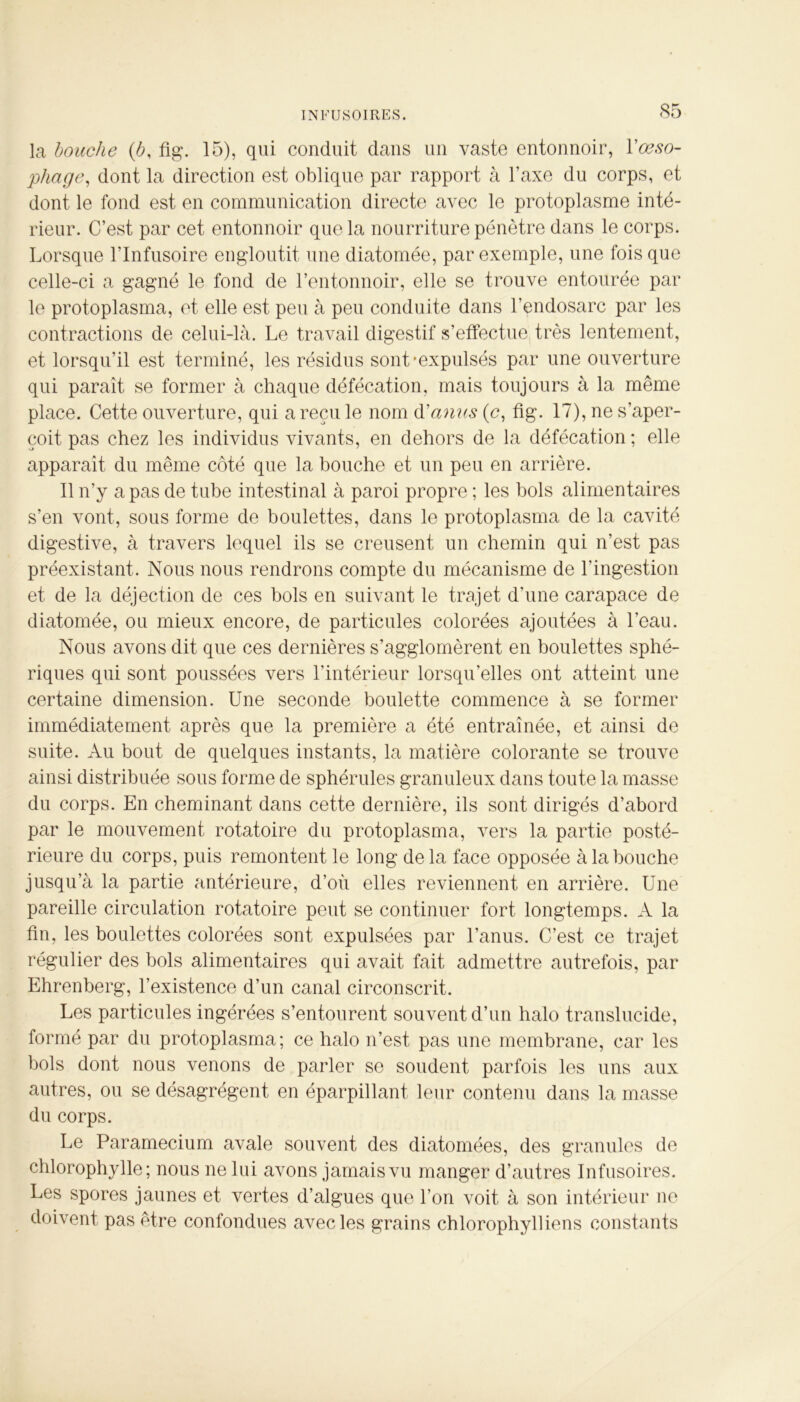 la bouche (b, fig. 15), qui conduit dans un vaste entonnoir, Y œso- phage, dont la direction est oblique par rapport à l’axe du corps, et dont le fond est en communication directe avec le protoplasme inté- rieur. C’est par cet entonnoir que la nourriture pénètre dans le corps. Lorsque l’Infusoire engloutit une diatomée, par exemple, une fois que celle-ci a gagné le fond de l’entonnoir, elle se trouve entourée par le protoplasma, et elle est peu à peu conduite dans l’endosarc par les contractions de celui-là. Le travail digestif s’effectue très lentement, et lorsqu’il est terminé, les résidus sont‘expulsés par une ouverture qui paraît se former à chaque défécation, mais toujours à la même place. Cette ouverture, qui a reçu le nom d’anus (c, fig. 17), ne s’aper- çoit pas chez les individus vivants, en dehors de la défécation ; elle apparaît du même côté que la bouche et un peu en arrière. Il n’y a pas de tube intestinal à paroi propre ; les bols alimentaires s’en vont, sous forme de boulettes, dans le protoplasma de la cavité digestive, à travers lequel ils se creusent un chemin qui n’est pas préexistant. Nous nous rendrons compte du mécanisme de l'ingestion et de la déjection de ces bols en suivant le trajet d'une carapace de diatomée, ou mieux encore, de particules colorées ajoutées à l’eau. Nous avons dit que ces dernières s’agglomèrent en boulettes sphé- riques qui sont poussées vers l’intérieur lorsqu’elles ont atteint une certaine dimension. Une seconde boulette commence à se former immédiatement après que la première a été entraînée, et ainsi de suite. Au bout de quelques instants, la matière colorante se trouve ainsi distribuée sous forme de sphérules granuleux dans toute la masse du corps. En cheminant dans cette dernière, ils sont dirigés d’abord par le mouvement rotatoire du protoplasma, vers la partie posté- rieure du corps, puis remontent le long delà face opposée à la bouche jusqu’à la partie antérieure, d’où elles reviennent en arrière. Une pareille circulation rotatoire peut se continuer fort longtemps. À la fin, les boulettes colorées sont expulsées par l’anus. C’est ce trajet régulier des bols alimentaires qui avait fait admettre autrefois, par Ehrenberg, l’existence d’un canal circonscrit. Les particules ingérées s’entourent souvent d’un halo translucide, formé par du protoplasma; ce halo n’est pas une membrane, car les bols dont nous venons de parler se soudent parfois les uns aux autres, ou se désagrègent en éparpillant leur contenu dans la masse du corps. Le Paramecium avale souvent des diatomées, des granules de chlorophylle; nous ne lui avons jamais vu manger d’autres Infusoires. Les spores jaunes et vertes d’algues que l’on voit à son intérieur ne doivent pas être confondues avec les grains chlorophylliens constants