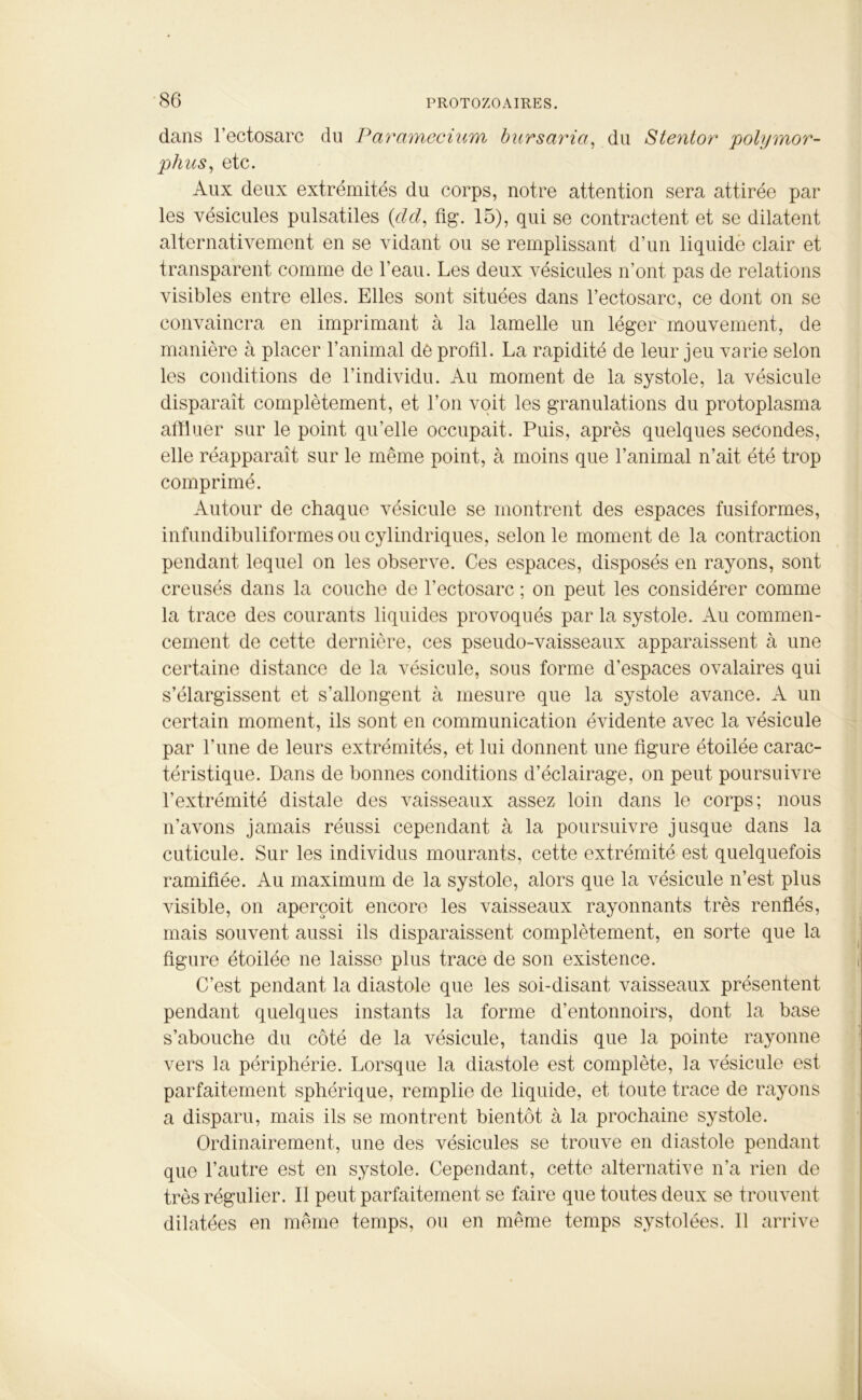 dans l’ectosarc du Paramecium bursaria, du Stentor polymor- phus, etc. Aux deux extrémités du corps, notre attention sera attirée par les vésicules pulsatiles (<dd, fig. 15), qui se contractent et se dilatent alternativement en se vidant ou se remplissant d’un liquide clair et transparent comme de l'eau. Les deux vésicules n’ont pas de relations visibles entre elles. Elles sont situées dans l’ectosarc, ce dont on se convaincra en imprimant à la lamelle un léger mouvement, de manière à placer l’animal de profil. La rapidité de leur jeu varie selon les conditions de l’individu. Au moment de la systole, la vésicule disparaît complètement, et l’on voit les granulations du protoplasma affluer sur le point quelle occupait. Puis, après quelques secondes, elle réapparaît sur le même point, à moins que l’animal n’ait été trop comprimé. Autour de chaque vésicule se montrent des espaces fusiformes, infundibuliformes ou cylindriques, selon le moment de la contraction pendant lequel on les observe. Ces espaces, disposés en rayons, sont creusés dans la couche de l’ectosarc ; on peut les considérer comme la trace des courants liquides provoqués par la systole. Au commen- cement de cette dernière, ces pseudo-vaisseaux apparaissent à une certaine distance de la vésicule, sous forme d’espaces ovalaires qui s’élargissent et s’allongent à mesure que la systole avance. A un certain moment, ils sont en communication évidente avec la vésicule par l’une de leurs extrémités, et lui donnent une figure étoilée carac- téristique. Dans de bonnes conditions d’éclairage, on peut poursuivre l’extrémité distale des vaisseaux assez loin dans le corps; nous n’avons jamais réussi cependant à la poursuivre jusque dans la cuticule. Sur les individus mourants, cette extrémité est quelquefois ramifiée. Au maximum de la systole, alors que la vésicule n’est plus visible, on aperçoit encore les vaisseaux rayonnants très renflés, mais souvent aussi ils disparaissent complètement, en sorte que la figure étoilée ne laisse plus trace de son existence. C’est pendant la diastole que les soi-disant vaisseaux présentent pendant quelques instants la forme d’entonnoirs, dont la base s’abouche du côté de la vésicule, tandis que la pointe rayonne vers la périphérie. Lorsque la diastole est complète, la vésicule est parfaitement sphérique, remplie de liquide, et toute trace de rayons a disparu, mais ils se montrent bientôt à la prochaine systole. Ordinairement, une des vésicules se trouve en diastole pendant que l’autre est en systole. Cependant, cette alternative n’a rien de très régulier. Il peut parfaitement se faire que toutes deux se trouvent dilatées en même temps, ou en même temps systolées. Il arrive