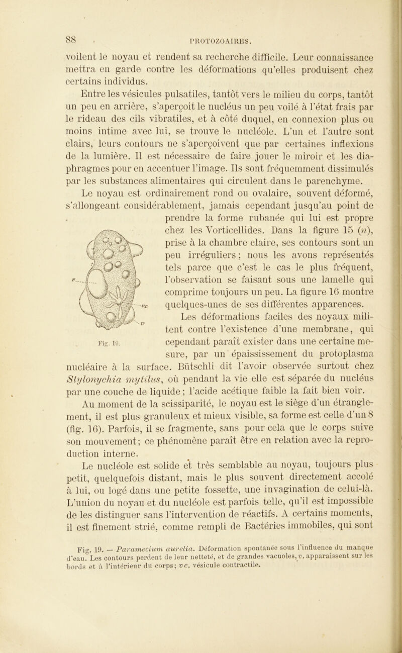voilent le noyau et rendent sa recherche difficile. Leur connaissance mettra en garde contre les déformations qu’elles produisent chez certains individus. Entre les vésicules pulsatiles, tantôt vers le milieu du corps, tantôt un peu en arrière, s’aperçoit le nucléus un peu voilé à l’état frais par le rideau des cils vibratiles, et à côté duquel, en connexion plus ou moins intime avec lui, se trouve le nucléole. L’un et l’autre sont clairs, leurs contours ne s’aperçoivent que par certaines inflexions de la lumière. Il est nécessaire de faire jouer le miroir et les dia- phragmes pour en accentuer Limage. Ils sont fréquemment dissimulés par les substances alimentaires qui circulent dans le parenchyme. Le noyau est ordinairement rond ou ovalaire, souvent déformé, s’allongeant considérablement, jamais cependant jusqu’au point de prendre la forme rubanée qui lui est propre chez les Yorticellides. Dans la figure 15 (ri), prise à la chambre claire, ses contours sont un peu irréguliers ; nous les avons représentés tels parce que c’est le cas le plus fréquent, l'observation se faisant sous une lamelle qui comprime toujours un peu. La figure 16 montre quelques-unes de ses différentes apparences. Les déformations faciles des noyaux mili- tent contre l’existence d’une membrane, qui cependant paraît exister dans une certaine me- sure, par un épaississement du protoplasma nucléaire à la surface. Bütschli dit l’avoir observée surtout chez Stylonychia mytüus, où pendant la vie elle est séparée du nucléus par une couche de liquide; l'acide acétique faible la fait bien voir. Au moment de la scissiparité, le noyau est le siège d’un étrangle- ment, il est plus granuleux et mieux visible, sa forme est celle d’un 8 (fig. 16). Parfois, il se fragmente, sans pour cela que le corps suive son mouvement; ce phénomène paraît être en relation avec la repro- duction interne. Le nucléole est solide et très semblable au noyau, toujours plus petit, quelquefois distant, mais le plus souvent directement accolé à lui, ou logé dans une petite fossette, une invagination de celui-là. L’union du noyau et du nucléole est parfois telle, qu’il est impossible de les distinguer sans l’intervention de réactifs. A certains moments, il est finement strié, comme rempli de Bactéries immobiles, qui sont Fjo-. 19. — Paramccium aurelia. Déformation spontanée sous 1 influence du manque d’eauTLes contours perdent de leur netteté, et de grandes vacuoles,y, apparaissent sur les bords et à l’intérieur du corps; vc. vésicule contractile. Fig. 19.