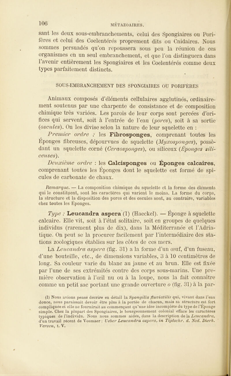 METAZOAIRES. sant les deux sous-embranchements, celui des Spongiaires ou Pori- fères et celui des Coelentérés proprement dits ou Cnidaires. Nous sommes persuadés qu’on repoussera sous peu la réunion de ces organismes en un seul embranchement, et que l’on distinguera dans 1 avenir entièrement les Spongiaires et les Coelentérés comme deux types parfaitement distincts. SOUS-EMBRANCHEMENT DES SPONGIAIRES OU PORIFÈRES Animaux composés d’éléments cellulaires agglutinés, ordinaire- ment soutenus par une charpente de consistance et de composition chimique très variées. Les parois de leur corps sont percées d’ori- fices qui servent, soit à l’entrée de l’eau {pores), soit à sa sortie (oscules). On les divise selon la nature de leur squelette en : Premier ordre : les Fibrosponges, comprenant toutes les Éponges fibreuses, dépourvues de squelette (Myxosponges), possé- dant un squelette corné (Ceraosponges), ou siliceux (Éponges sili- ceuses). Deuxième ordre : les Calcisponges ou Éponges calcaires, comprenant toutes les Éponges dont le squelette est formé de spi- culés de carbonate de chaux. Remarque. — La composition chimique du squelette et la forme des éléments qui le constituent, sont les caractères qui varient le moins. La forme du corps, la structure et la disposition des pores et des oscules sont, au contraire, variables chez toutes les Éponges. Type : Leucandra aspera (1) (Haeckel). — Éponge à squelette calcaire. Elle vit, soit à l’état solitaire, soit en groupes de quelques individus (rarement plus de dix), dans la Méditerranée et l’Adria- tique. On peut se la procurer facilement par l’intermédiaire des sta- tions zoologiques établies sur les côtes de ces mers. La Leucandra aspera (fig. 31) a la forme d’un œuf, d’un fuseau, d’une bouteille, etc., de dimensions variables, 3 à 10 centimètres de long. Sa couleur varie du blanc au jaune et au brun. Elle est fixée par l’une de ses extrémités contre des corps sous-marins. Une pre- mière observation à l’œil nu ou à la loupe, nous la fait connaître comme un petit sac portant une grande ouverture o (fig. 31) à la par- (1) Nous avions pensé décrire en détail la Spongilla fluviatilis qui, vivant dans l’eau douce, nous paraissait devoir être plus à la portée de chacun, mais sa structure est fort compliquée et elle ne fournirait au commençant qu'une idée incomplète du type de l'Éponge simple. Chez la plupart des Spongiaires, le bourgeonnement colonial efface les caractères typiques de l’individu. Nous nous sommes aidés, dans la description de la Leucandra, d’un travail récent de Vosmaer: Ueber Leucandra aspera., in Tijdschr. d. Ned. Dierk. Vereen, t. V. 0