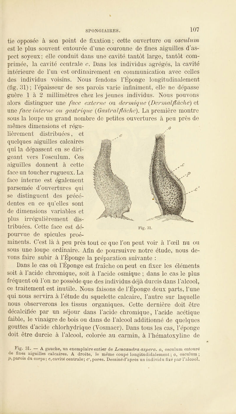 tie opposée à son point de fixation ; cette ouverture ou osculum est le plus souvent entourée d’une couronne de fines aiguilles d’as- pect soyeux; elle conduit dans une cavité tantôt large, tantôt com- primée, la cavité centrale c. Dans les individus agrégés, la cavité intérieure de l’un est ordinairement en communication avec celles des individus voisins. Nous fendons l’Éponge longitudinalement (fig. 31) ; l’épaisseur de ses parois varie infiniment, elle ne dépasse guère 1 à 2 millimètres chez les jeunes individus. Nous pouvons alors distinguer une face externe ou dermique (.Dermalflàche) et une face interne ou gastrique (Gastr al fâche). La première montre sous la loupe un grand nombre de petites ouvertures à peu près de mêmes dimensions et régu- lièrement distribuées, et quelques aiguilles calcaires qui la dépassent en se diri- geant vers l’osculum. Ces aiguilles donnent à cette face un toucher rugueux. La face interne est également parsemée d’ouvertures qui se distinguent des précé- dentes en ce qu’elles sont de dimensions variables et plus irrégulièrement dis- tribuées. Cette face est dé- pourvue de spiculés proé- minents. C’est là à peu près tout ce que l’on peut voir à l’œil nu ou sous une loupe ordinaire. Afin de poursuivre notre étude, nous de- vons faire subir à l’Éponge la préparation suivante : Dans le cas où l’Éponge est fraîche on peut en fixer les éléments soit à l’acide chromique, soit à l’acide osmique ; dans le cas le plus fréquent où l’on ne possède que des individus déjà durcis dans l’alcool, ce traitement est inutile. Nous faisons de l’Éponge deux parts, l’une qui nous servira à l’étude du squelette calcaire, l’autre sur laquelle nous observerons les tissus organiques. Cette dernière doit être décalcifiée par un séjour dans l’acide chromique, l’acide acétique faible, le vinaigre de bois ou dans de l'alcool additionné de quelques gouttes d’acide chlorhydrique (Vosmaer). Dans tous les cas, l’éponge doit être durcie à l’alcool, colorée au carmin, à l'hématoxyline de f ig. 31. — A gauche, un exemplaire entier de Leucaudra aspera. o, osculum entouré •le fines aiguilles calcaires. A droite, le même coupé longitudidalement ; o, osculum ; p, parois du corps; c, cavité centrale; c', pores. Dessiné d’après un individu fixé par l’alcool. O .C