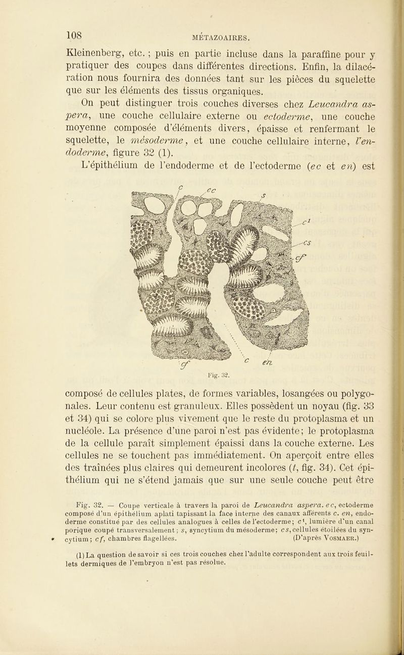 Kleinenberg, etc. ; puis en partie incluse dans la paraffine pour y pratiquer des coupes dans différentes directions. Enfin, la dilacé- ration nous fournira des données tant sur les pièces du squelette que sur les éléments des tissus organiques. On peut distinguer trois couches diverses chez Leucandra as- pera, une couche cellulaire externe ou ectoderme, une couche moyenne composée d’éléments divers, épaisse et renfermant le squelette, le mèsoderme, et une couche cellulaire interne, Ven- doderme, figure 32 (1). L'épithélium de l’endoderme et de l’ectoderme (ec et en) est composé de cellules plates, de formes variables, losangées ou polygo- nales. Leur contenu est granuleux. Elles possèdent un noyau (fig. 33 et 34) qui se colore plus vivement que le reste du protoplasma et un nucléole. La présence d’une paroi n’est pas évidente; le protoplasma de la cellule paraît simplement épaissi dans la couche externe. Les cellules ne se touchent pas immédiatement. On aperçoit entre elles des traînées plus claires qui demeurent incolores (Y, fig. 34). Cet épi- thélium qui ne s’étend jamais que sur une seule couche peut être Fig. 32. — Coupe verticale à travers la paroi de Leucandra aspera. ec, ectoderme composé d’un épithélium aplati tapissant la face interne des canaux afférents c. en, endo- derme constitué par des cellules analogues à celles de l’ectoderme; c\ lumière d'un canal porique coupé transversalement; s, syncytium du mésoderme; es, cellules étoilées du syn- cytium; cf, chambres flagellées. (D’après Vosmaer.) (l)La question desavoir si ces trois couches chez l’adulte correspondent aux trois feuil- lets dermiques de l’embryon n’est pas résolue.