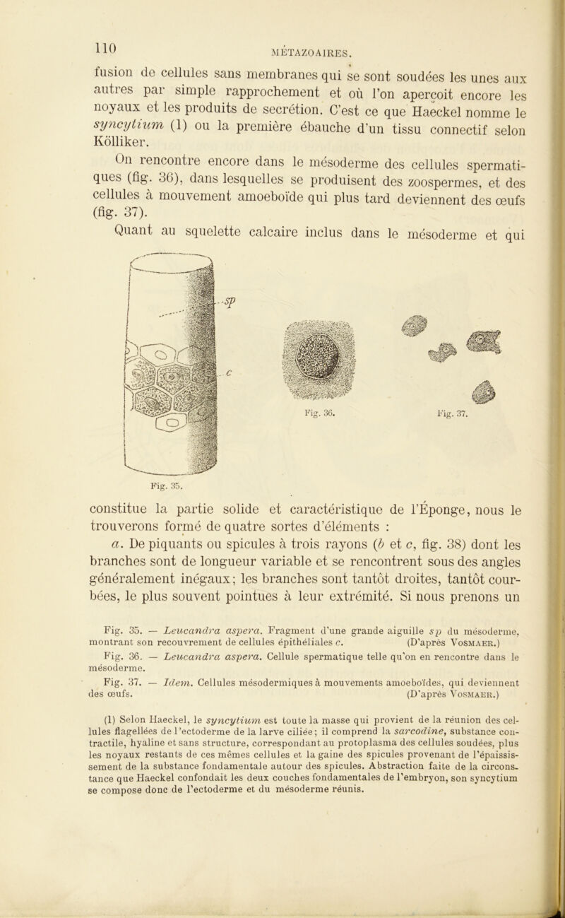 fusion de cellules sans membranes qui se sont soudées les unes aux autres par simple rapprochement et où l’on aperçoit encore les noyaux et les produits de secrétion. C’est ce que Haeckel nomme le syncytium (1) ou la première ébauche d’un tissu connectif selon Kôlliker. On rencontre encore dans le mésoderme des cellules spermati- ques (fig. oG), dans lesquelles se produisent des zoospermes, et des cellules à mouvement amoeboïde qui plus tard deviennent des oeufs (fig. 37). Quant au squelette calcaire inclus dans le mésoderme et qui constitue la partie solide et caractéristique de l’Éponge, nous le trouverons formé de quatre sortes d’éléments : a. De piquants ou spiculés à trois rayons (b et c, fig. 38) dont les branches sont de longueur variable et se rencontrent sous des angles généralement inégaux; les branches sont tantôt droites, tantôt cour- bées, le plus souvent pointues à leur extrémité. Si nous prenons un Fig. 35. — Leucandra aspera. Fragment d’une grande aiguille sp du mésoderme, montrant son recouvrement de cellules épithéliales c. (D’après Vosmaer.) Fig. 36. — Leucandra aspera. Cellule spermatique telle qu'on en rencontre dans le mésoderme. Fig. 37. — Idem. Cellules mésodermiques à mouvements amoeboïdes, qui deviennent des œufs. (D’après Vosmaer.) (1) Selon Haeckel, le syncytium est toute la masse qui provient de la réunion des cel- lules flagellées de l’ectoderme de la larve ciliée; il comprend la sarcodine, substance con- tractile, hyaline et sans structure, correspondant au protoplasma des cellules soudées, plus les noyaux restants de ces mêmes cellules et la gaine des spiculés provenant de l’épaissis- sement de la substance fondamentale autour des spiculés. Abstraction faite de la circons- tance que Haeckel confondait les deux couches fondamentales de l’embryon, son syncytium se compose donc de l’ectoderme et du mésoderme réunis.
