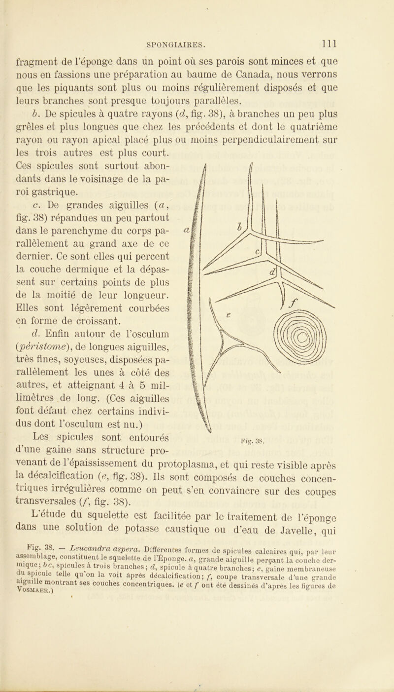 fragment de l’éponge dans un point où ses parois sont minces et que nous en fassions une préparation au baume de Canada, nous verrons que les piquants sont plus ou moins régulièrement disposés et que leurs branches sont presque toujours parallèles. b. De spiculés à quatre rayons (d, fig. 38), à branches un peu plus grêles et plus longues que chez les précédents et dont le quatrième rayon ou rayon apical placé plus ou moins perpendiculairement sur les trois autres est plus court. Ces spiculés sont surtout abon- dants dans le voisinage de la pa- roi gastrique. c. De grandes aiguilles (a, fig. 38) répandues un peu partout dans le parenchyme du corps pa- rallèlement au grand axe de ce dernier. Ce sont elles qui percent la couche dermique et la dépas- sent sur certains points de plus de la moitié de leur longueur. Elles sont légèrement courbées en forme de croissant. d. Enfin autour de l’osculum (péristome), de longues aiguilles, très fines, soyeuses, disposées pa- rallèlement les unes à côté des autres, et atteignant 4 à 5 mil- limètres de long. (Ces aiguilles font défaut chez certains indivi- dus dont l’osculum est nu.) Les spiculés sont entourés d’une gaine sans structure pro- venant de l’épaississement du protoplasma, et qui reste visible après la décalcification (e, fig. 38). Ils sont composés de couches concen- triques irrégulières comme on peut s’en convaincre sur des coupes transversales (/] fig. 38). L etude du squelette est facilitée par le traitement de l’éponge dans une solution de potasse caustique ou d’eau de Javelle, qui fig. 38. — Leucandra aspera. Différentes formes de spiculés calcaires qui, par leur assemblage, constituent le squelette de l’Éponge, a, grande aiguille perçant la couche der- îque, c, spicu es a trois branches; rf, spiculé à quatre branches; <?, gaine membraneuse i u spicu e te e qu on la voit après décalcification; /*, coupe transversale d’une grande VosMAER1))ntrant S6S C°UChes concentriques. (e et f ont été dessinés d’après les figures de