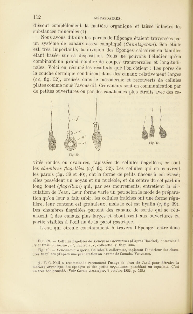 dissout complètement la matière organique et laisse intactes les substances minérales (1). Nous avons dit que les parois de l’Éponge étaient traversées par un système de canaux assez compliqué (Canalsystem). Son étude est très importante, la division des Éponges calcaires en familles étant basée sur sa disposition. Nous ne pouvons l’étudier qu’en combinant un grand nombre de coupes transversales et longitudi- nales. Voici en résumé les résultats que l’on obtient : Les pores de la couche dermique conduisent dans des canaux relativement larges (ce, fig. 32), creusés dans le mésoderme et recouverts de cellules plates comme nous l’avons dit. Ces canaux sont en communication par de petites ouvertures ou par des canalicules plus étroits avec des ca- Fig. 39. vités rondes ou ovalaires, tapissées de cellules flagellées, ce sont les chambres flagellées (cf fig. 32). Les cellules qui en couvrent les parois (fig. 39 et 40), ont la forme de petits flacons à col évasé; elles possèdent un noyau et un nucléole, et du centre du col part un long fouet (flagellum) qui, par ses mouvements, entretient la cir- culation de l’eau. Leur forme varie un peu selon le mode de prépara- tion qu’on leur a fait subir, les cellules fraîches ont une forme régu- lière, leur contenu est granuleux, mais le col est hyalin (c, fig. 39). Des chambres flagellées partent des canaux de sortie qui se réu- nissent à des canaux plus larges et aboutissent aux ouvertures en partie visibles à l’œil nu de la paroi gastrique. s L’eau qui circule constamment à travers l’Eponge, entre donc Fig. 39. — Cellules flagellées de Leucyssa incrustans (d’après Haeckel), observées à l’état frais, n, noyau; n', nucléole; c, collerette; f, flagellum. Fig. 40. — Leucanclra aspera. Cellules à collerettes, tapissant l’intérieur des cham- bres flagellées (d’après une préparation au baume de Canada. Vosmaer). (1) F. C. Noll a recommandé récemment l’usage de l'eau de Javel pour détruire la matière organique des éponges et des petits organismes possédant un squelette. C’est un très bon procédé. (Voir Carus Anzeiger, 9 octobre 1882, p. 528.)