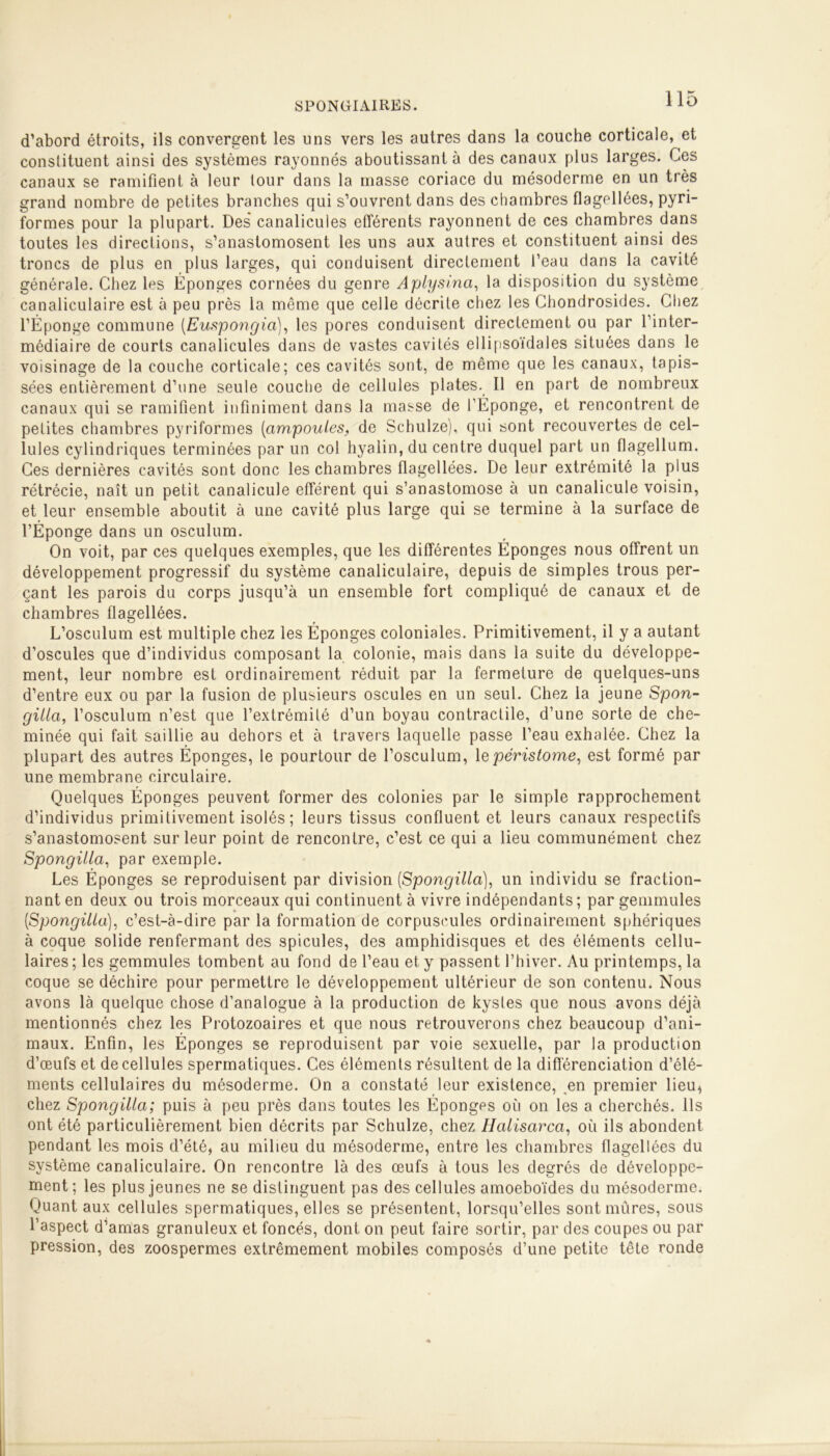 d’abord étroits, ils convergent les uns vers les autres dans la couche corticale, et constituent ainsi des systèmes rayonnés aboutissant à des canaux plus larges. Ces canaux se ramifient à leur tour dans la masse coriace du mésoderme en un très grand nombre de petites branches qui s’ouvrent dans des chambres flagellées, pyri- formes pour la plupart. Des* canalicuies efférents rayonnent de ces chambres dans toutes les directions, s’anastomosent les uns aux autres et constituent ainsi des troncs de plus en plus larges, qui conduisent directement l’eau dans la cavité générale. Chez les Éponges cornées du genre Aplysina, la disposition du système canaliculaire est à peu près la même que celle décrite chez les Chondrosides. Chez l’Éponge commune (.Euspongia), les pores conduisent directement ou par l’inter- médiaire de courts canalicuies dans de vastes cavités ellipsoïdales situées dans le voisinage de la couche corticale; ces cavités sont, de même que les canaux, tapis- sées entièrement d’une seule couche de cellules plates. Il en part de nombreux canaux qui se ramifient infiniment dans la masse de l’Éponge, et rencontrent de petites chambres pyriformes (ampoules, de Schulze), qui sont recouvertes de cel- lules cylindriques terminées par un col hyalin, du centre duquel part un flagellum. Ces dernières cavités sont donc les chambres flagellées. De leur extrémité la plus rétrécie, naît un petit canalicule efférent qui s’anastomose à un canalicule voisin, et leur ensemble aboutit à une cavité plus large qui se termine à la surface de l’Éponge dans un osculum. On voit, par ces quelques exemples, que les différentes Éponges nous offrent un développement progressif du système canaliculaire, depuis de simples trous per- çant les parois du corps jusqu’à un ensemble fort compliqué de canaux et de chambres flagellées. L’osculum est multiple chez les Éponges coloniales. Primitivement, il y a autant d’oscules que d’individus composant la colonie, mais dans la suite du développe- ment, leur nombre est ordinairement réduit par la fermeture de quelques-uns d’entre eux ou par la fusion de plusieurs oscules en un seul. Chez la jeune Spon- gilla, l’osculum n’est que l’extrémité d’un boyau contractile, d’une sorte de che- minée qui fait saillie au dehors et à travers laquelle passe l’eau exhalée. Chez la plupart des autres Éponges, le pourtour de l’osculum, 1 epéristome, est formé par une membrane circulaire. Quelques Éponges peuvent former des colonies par le simple rapprochement d’individus primitivement isolés ; leurs tissus confluent et leurs canaux respectifs s’anastomosent sur leur point de rencontre, c’est ce qui a lieu communément chez Spongilla, par exemple. Les Éponges se reproduisent par division (Spongilla), un individu se fraction- nant en deux ou trois morceaux qui continuent à vivre indépendants; par gemmules [Spongilla), c’est-à-dire par la formation de corpuscules ordinairement sphériques à coque solide renfermant des spiculés, des amphidisques et des éléments cellu- laires; les gemmules tombent au fond de l’eau et y passent l’hiver. Au printemps, la coque se déchire pour permettre le développement ultérieur de son contenu. Nous avons là quelque chose d’analogue à la production de kystes que nous avons déjà mentionnés chez les Protozoaires et que nous retrouverons chez beaucoup d’ani- maux. Enfin, les Éponges se reproduisent par voie sexuelle, par la production d’œufs et de cellules spermatiques. Ces éléments résultent de la différenciation d’élé- ments cellulaires du mésoderme. On a constaté leur existence, en premier lieu, chez Spongilla; puis à peu près dans toutes les Éponges où on les a cherchés. Ils ont été particulièrement bien décrits par Schulze, chez Halisarca, où ils abondent pendant les mois d’été, au milieu du mésoderme, entre les chambres flagellées du système canaliculaire. On rencontre là des œufs à tous les degrés de développe- ment; les plus jeunes ne se distinguent pas des cellules amoeboïdes du mésoderme. Quant aux cellules spermatiques, elles se présentent, lorsqu’elles sont mûres, sous l’aspect d’amas granuleux et foncés, dont on peut faire sortir, par des coupes ou par pression, des zoospermes extrêmement mobiles composés d’une petite tête ronde