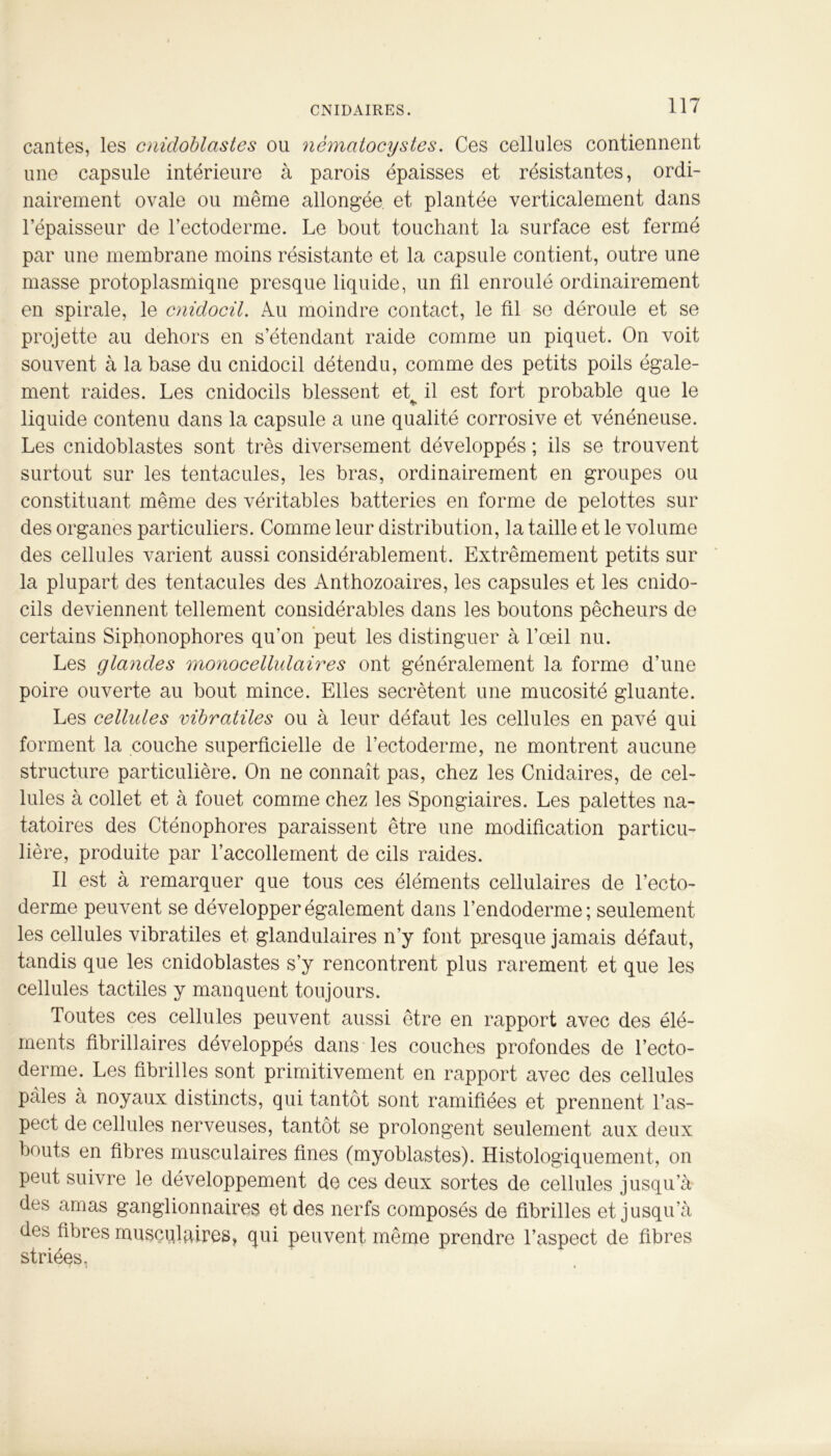 cantes, les cnidoblastes ou nématocystes. Ces cellules contiennent une capsule intérieure à parois épaisses et résistantes, ordi- nairement ovale ou même allongée, et plantée verticalement dans l’épaisseur de l’ectoderme. Le bout touchant la surface est fermé par une membrane moins résistante et la capsule contient, outre une masse protoplasmique presque liquide, un fil enroulé ordinairement en spirale, le cnidocü. Au moindre contact, le fil se déroule et se projette au dehors en s’étendant raide comme un piquet. On voit souvent à la base du cnidocil détendu, comme des petits poils égale- ment raides. Les cnidocils blessent etfc il est fort probable que le liquide contenu dans la capsule a une qualité corrosive et vénéneuse. Les cnidoblastes sont très diversement développés ; ils se trouvent surtout sur les tentacules, les bras, ordinairement en groupes ou constituant même des véritables batteries en forme de pelottes sur des organes particuliers. Comme leur distribution, la taille et le volume des cellules varient aussi considérablement. Extrêmement petits sur la plupart des tentacules des Anthozoaires, les capsules et les cnido- cils deviennent tellement considérables dans les boutons pêcheurs de certains Siphonophores qu’on peut les distinguer à l’oeil nu. Les glandes monocellulaires ont généralement la forme d’une poire ouverte au bout mince. Elles secrétent une mucosité gluante. Les cellules vibrailles ou à leur défaut les cellules en pavé qui forment la couche superficielle de l’ectoderme, ne montrent aucune structure particulière. On ne connaît pas, chez les Cnidaires, de cel- lules à collet et à fouet comme chez les Spongiaires. Les palettes na- tatoires des Cténophores paraissent être une modification particu- lière, produite par l’accollement de cils raides. Il est à remarquer que tous ces éléments cellulaires de l’ecto- derme peuvent se développer également dans l’endoderme; seulement les cellules vibratiles et glandulaires n’y font presque jamais défaut, tandis que les cnidoblastes s’y rencontrent plus rarement et que les cellules tactiles y manquent toujours. Toutes ces cellules peuvent aussi être en rapport avec des élé- ments fibrillaires développés dans les couches profondes de l’ecto- derme. Les fibrilles sont primitivement en rapport avec des cellules pales à noyaux distincts, qui tantôt sont ramifiées et prennent l’as- pect de cellules nerveuses, tantôt se prolongent seulement aux deux bouts en fibres musculaires fines (myoblastes). Histologiquement, on peut suivre le développement do ces deux sortes de cellules jusqu’à des amas ganglionnaires et des nerfs composés de fibrilles et jusqu’à des fibres muscqlaires, qui peuvent même prendre l’aspect de fibres striées, i » »
