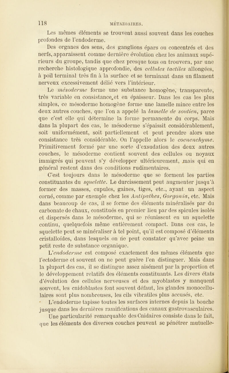 Les mêmes éléments se trouvent aussi souvent dans les couches profondes de l’endoderme. Des organes des sens, des ganglions épars ou concentrés et des nerfs, apparaissent comme dernière évolution chez les animaux supé- rieurs du groupe, tandis que chez presque tous on trouvera, par une recherche histologique approfondie, des cellules tactiles allongées, à poil terminal très fin à la surface et se terminant dans un filament nerveux excessivement délié vers l’intérieur. Le mèsoderme forme une substance homogène, transparente, très variable en consistance^et en épaisseur. Dans les cas les plus simples, ce mésoderme homogène forme une lamelle mince entre les deux autres couches, que l’on a appelé la lamelle de soutien, parce que c’est elle qui détermine la forme permanente du corps. Mais dans la plupart des cas, le mésoderme s’épaissit considérablement, soit uniformément, soit partiellement et peut prendre alors une consistance très considérable. On l’appelle alors le coenenchyme. Primitivement formé par une sorte d'exsudation des deux autres couches, le mésoderme contient souvent des cellules ou noyaux immigrés qui peuvent s’y développer ultérieurement, mais qui en général restent dans des conditions rudimentaires. C’est toujours dans le mésoderme que se forment les parties constituantes du squelette. Le durcissement peut augmenter jusqu’à former des masses, cupules, gaines, tiges, etc., ayant un aspect corné, comme par exemple chez les Antipathes, Gorgonia, etc. Mais dans beaucoup de cas, il se forme des éléments minéralisés par du carbonate de chaux, constitués en premier lieu par des spiculés isolés et dispersés dans le mésoderme, qui se réunissent en un squelette continu, quelquefois même entièrement compact. Dans ces cas, le squelette peut se minéraliser à tel point, qu’il est composé d’éléments cristalloïdes, dans lesquels on rie peut constater qu’avec peine un petit reste de substance organique. L'endoderme est composé exactement des mêmes éléments que l’ectoderme et souvent on ne peut guère l’en distinguer. Mais dans la plupart des cas, il se distingue assez aisément par la proportion et le développement relatifs des éléments constituants. Les divers états d’évolution des cellules nerveuses et des myoblastes y manquent souvent, les cnidoblastes font souvent défaut, les glandes monocellu- laires sont plus nombreuses, les cils vibratiles plus accusés, etc. ♦ L’endoderme tapisse toutes les surfaces internes depuis la bouche jusque dans les dernières ramifications des canaux gastrovasculaires. Une particularité remarquable desCnidaires consiste dans le fait, que les éléments des diverses couches peuvent se pénétrer mutuelle-