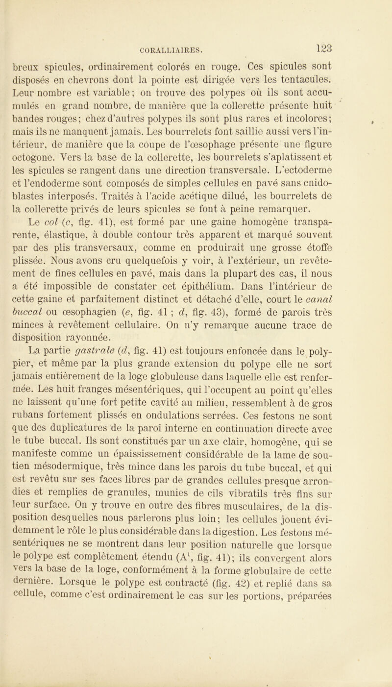 breux spiculés, ordinairement colorés en rouge. Ces spiculés sont disposés en chevrons dont la pointe est dirigée vers les tentacules. Leur nombre est variable ; on trouve des polypes où ils sont accu- mulés en grand nombre, de manière que la collerette présente huit bandes rouges; chez d’autres polypes ils sont plus rares et incolores; mais ils ne manquent jamais. Les bourrelets font saillie aussi vers l’in- térieur, de manière que la coupe de l’œsophage présente une figure octogone. Vers la base de la collerette, les bourrelets s’aplatissent et les spiculés se rangent dans une direction transversale. L’ectoderme et l’endoderme sont composés de simples cellules en pavé sans cnido- blastes interposés. Traités à l’acide acétique dilué, les bourrelets de la collerette privés de leurs spiculés se font à peine remarquer. Le col (c, fig. 41), est formé par une gaine homogène transpa- rente, élastique, à double contour très apparent et marqué souvent par des plis transversaux, comme en produirait une grosse étoffe plissée. Nous avons cru quelquefois y voir, à l’extérieur, un revête- ment de fines cellules en pavé, mais dans la plupart des cas, il nous a été impossible de constater cet épithélium. Dans l’intérieur de cette gaine et parfaitement distinct et détaché d’elle, court le canal buccal ou œsophagien (e, fig. 41 ; d, fig. 43), formé de parois très minces à revêtement cellulaire. On n’y remarque aucune trace de disposition rayonnée. La partie gastrale (<d, fig. 41) est toujours enfoncée dans le poly- pier, et même par la plus grande extension du polype elle ne sort jamais entièrement de la loge globuleuse dans laquelle elle est renfer- mée. Les huit franges mésentériques, qui l’occupent au point qu’elles ne laissent qu’une fort petite cavité au milieu, ressemblent à de gros rubans fortement plissés en ondulations serrées. Ces festons ne sont que des duplicatures de la paroi interne en continuation directe avec le tube buccal. Ils sont constitués par un axe clair, homogène, qui se manifeste comme un épaississement considérable de la lame de sou- tien mésodermique, très mince dans les parois du tube buccal, et qui est revêtu sur ses faces libres par de grandes cellules presque arron- dies et remplies de granules, munies de cils vibratils très fins sur leur surface. On y trouve en outre des fibres musculaires, de la dis- position desquelles nous parlerons plus loin; les cellules jouent évi- demment le rôle le plus considérable dans la digestion. Les festons mé- sentériques ne se montrent dans leur position naturelle que lorsque le polype est complètement étendu (A1, fig. 41); ils convergent alors ^ers la base de la loge, conformément à la forme globulaire de cette dernière. Lorsque le polype est contracté (fig. 42) et replié dans sa cellule, comme c’est ordinairement le cas sur les portions, préparées